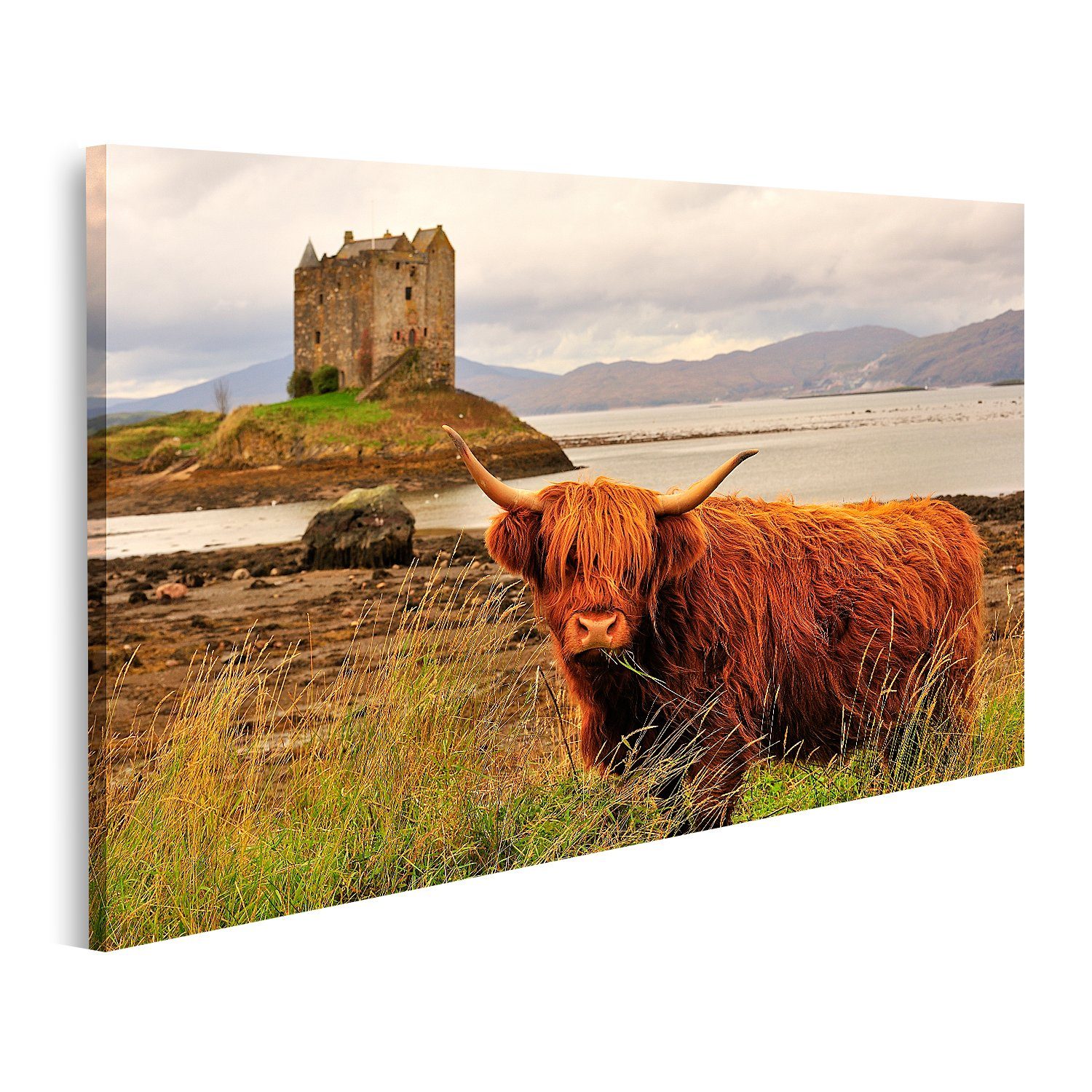 islandburner Leinwandbild Bild auf Leinwand Hochlandkuh Loch Linnhe Schottl günstig online kaufen