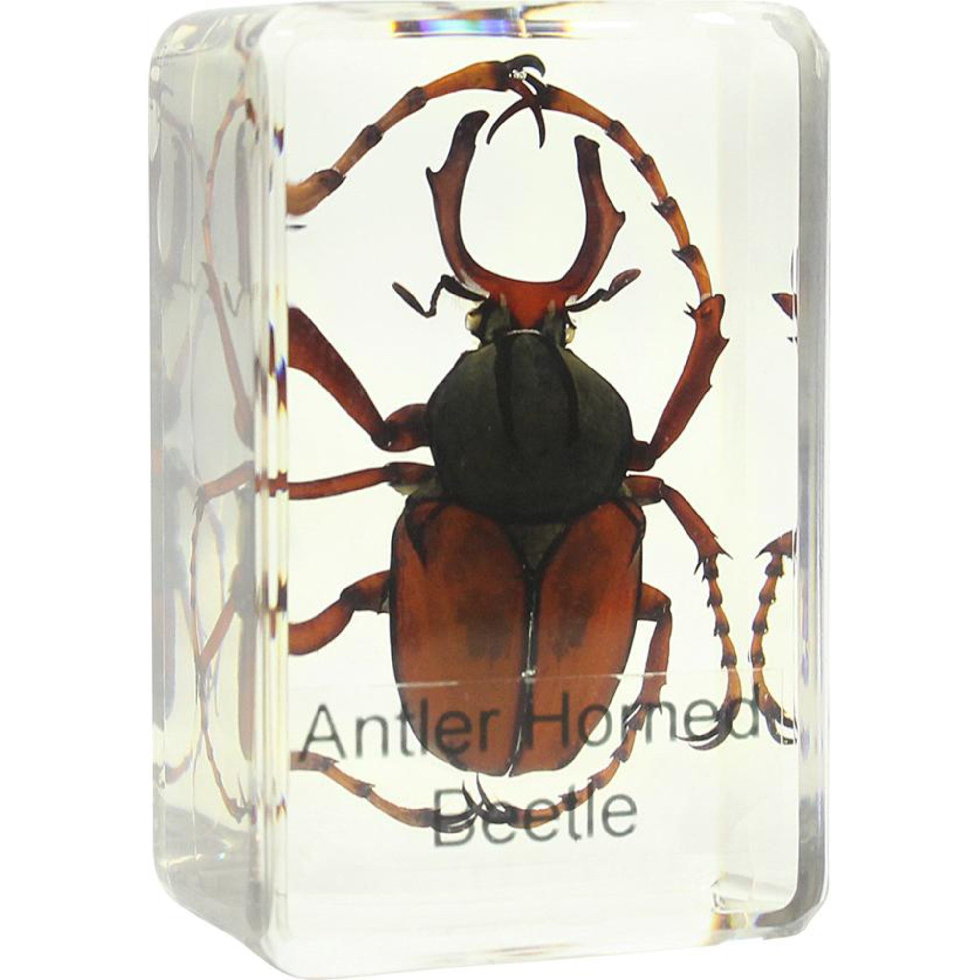 Omegon Omegon Dauerpräparat Hirschkäfer Auf- und Durchlichtmikroskop