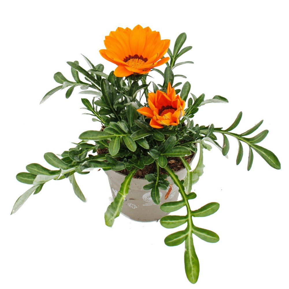 Exotenherz Beetpflanze Mittagsgold Gazania "Big Kisses" verschiedene Farben 12cm Topf 3er Set