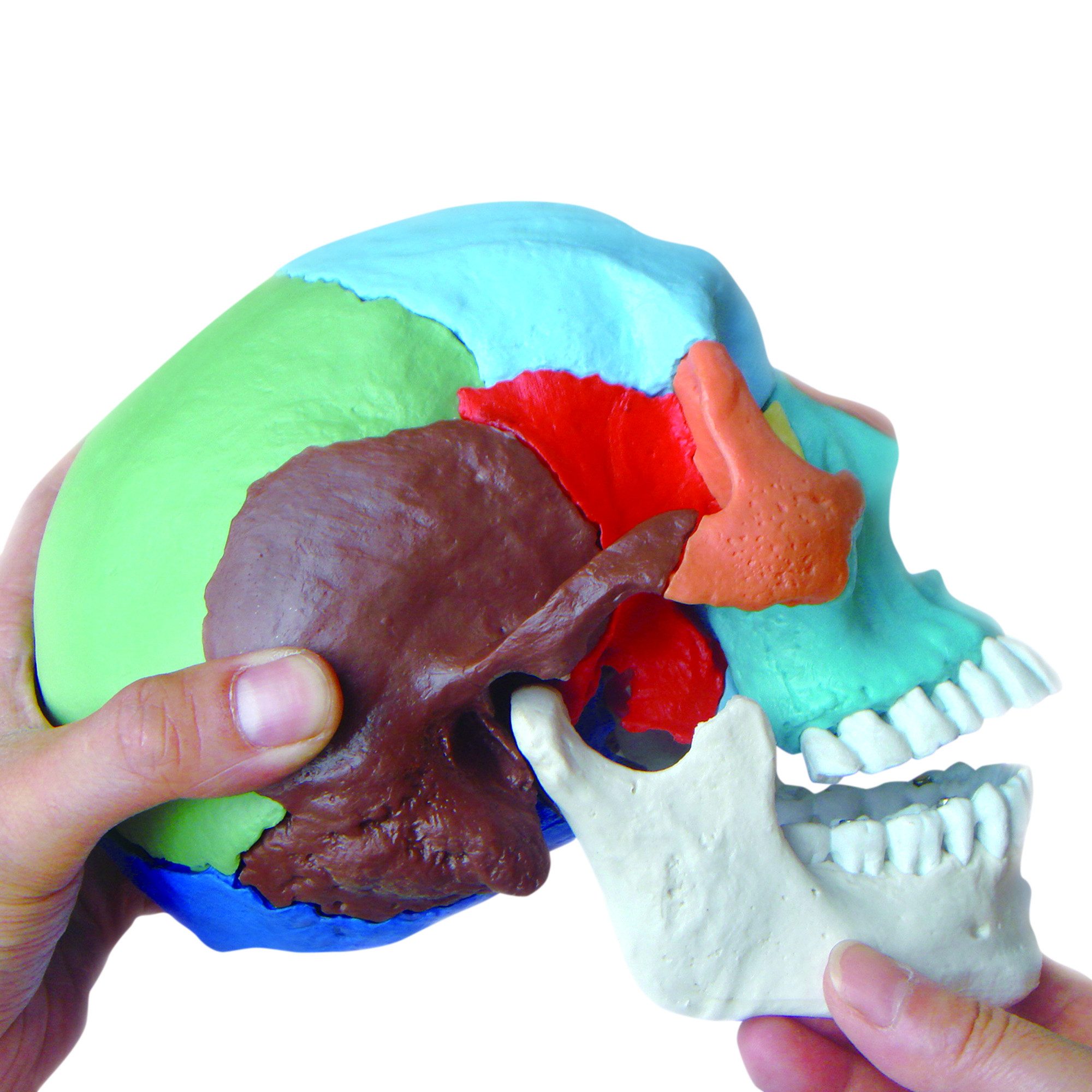 Cranstein Scientific Dekoobjekt Osteopathie Anatomie Schädel Modell lebensgroß 22 teilig didaktisch g