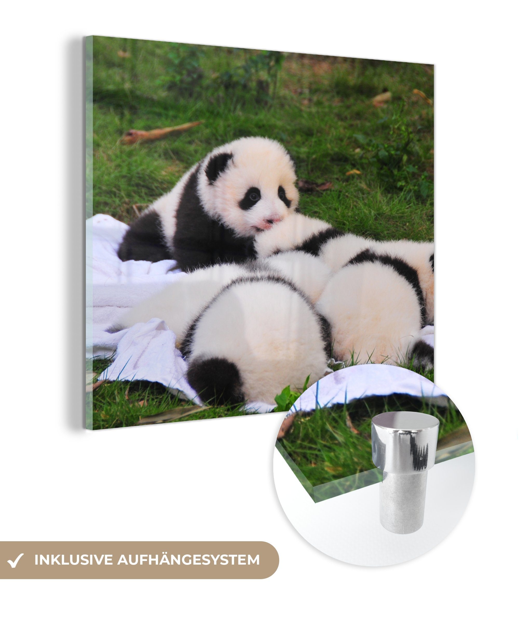 (1 Decke, - Glas Glasbilder - Wandbild auf - Wanddekoration Gras MuchoWow Bilder - St), Pandas Acrylglasbild - Glas Foto auf