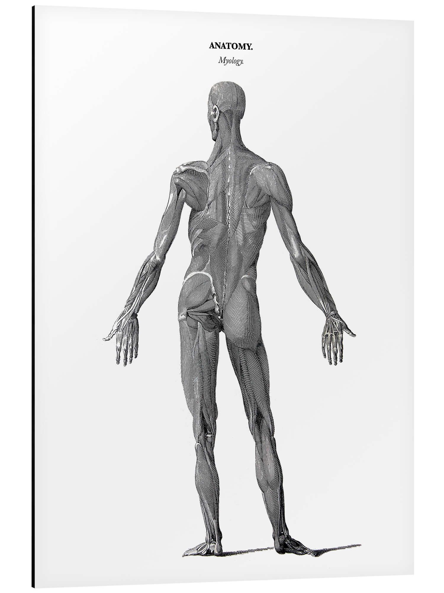 Posterlounge Wandbild Anatomie der menschlichen Muskulatur, Thomas Milton, erhältlich als Poster, Leinwandbild, Wandsticker oder Acrylglasbild