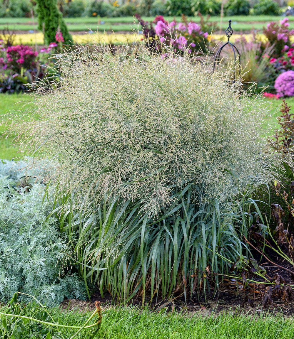 BALDUR Garten Gräser Panicum 'Prairie Winds® Niagara Falls', 1 St., Rutenhirse, winterhart, überhängend, trockenheitsverträglich