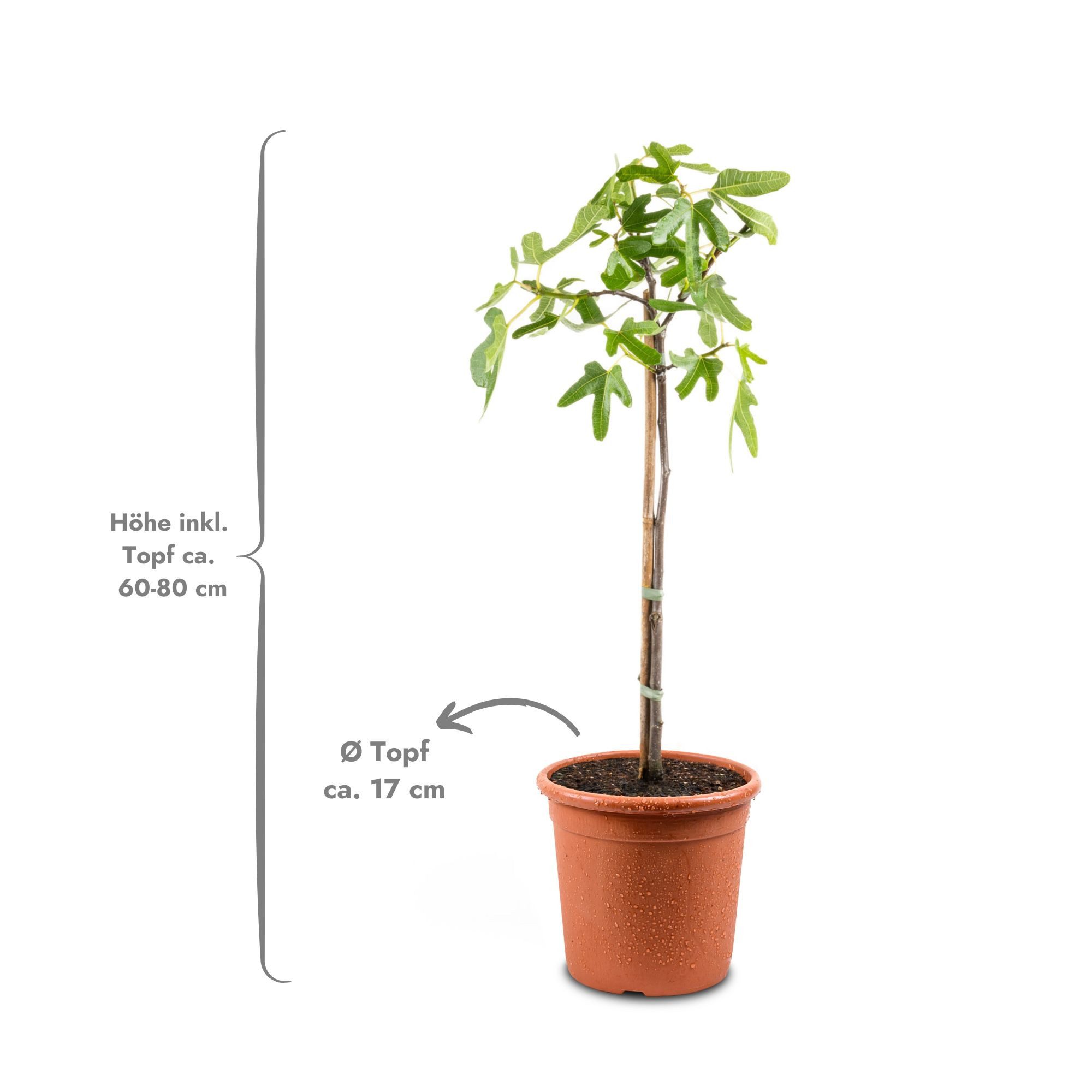 Meine Orangerie Feigenbaum Stämmchen - Ficus Carica "Bornholm" - Bornholmfeige, pflegeleicht und selbstbefruchtend, winterharte Feige in Gärtnerqualität