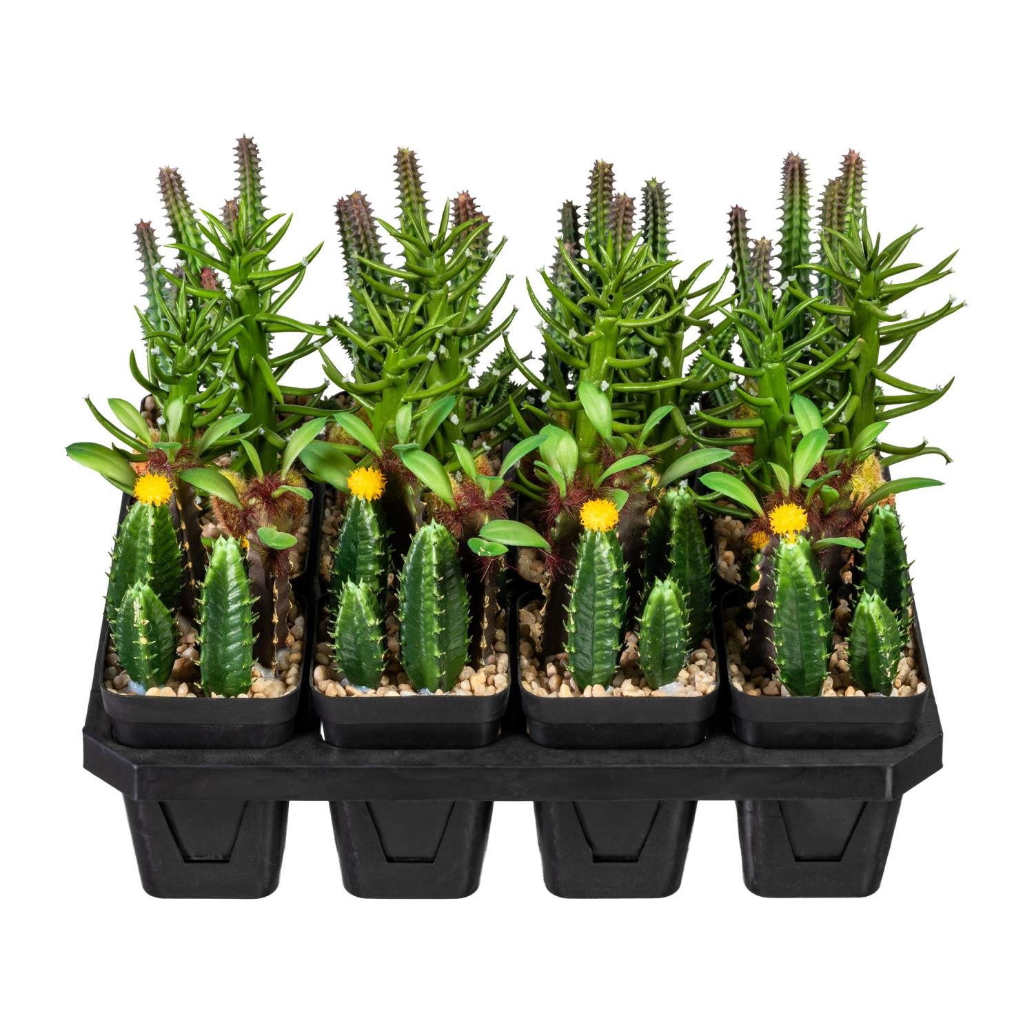 Kunstkaktus Buchsbaumkugel, Gasper, Höhe 20 cm, Farbe: Grün, Höhe: 20cm. Reduzierter Preis € 52,50. Unverbindliche Preisempfehlung € 75,00