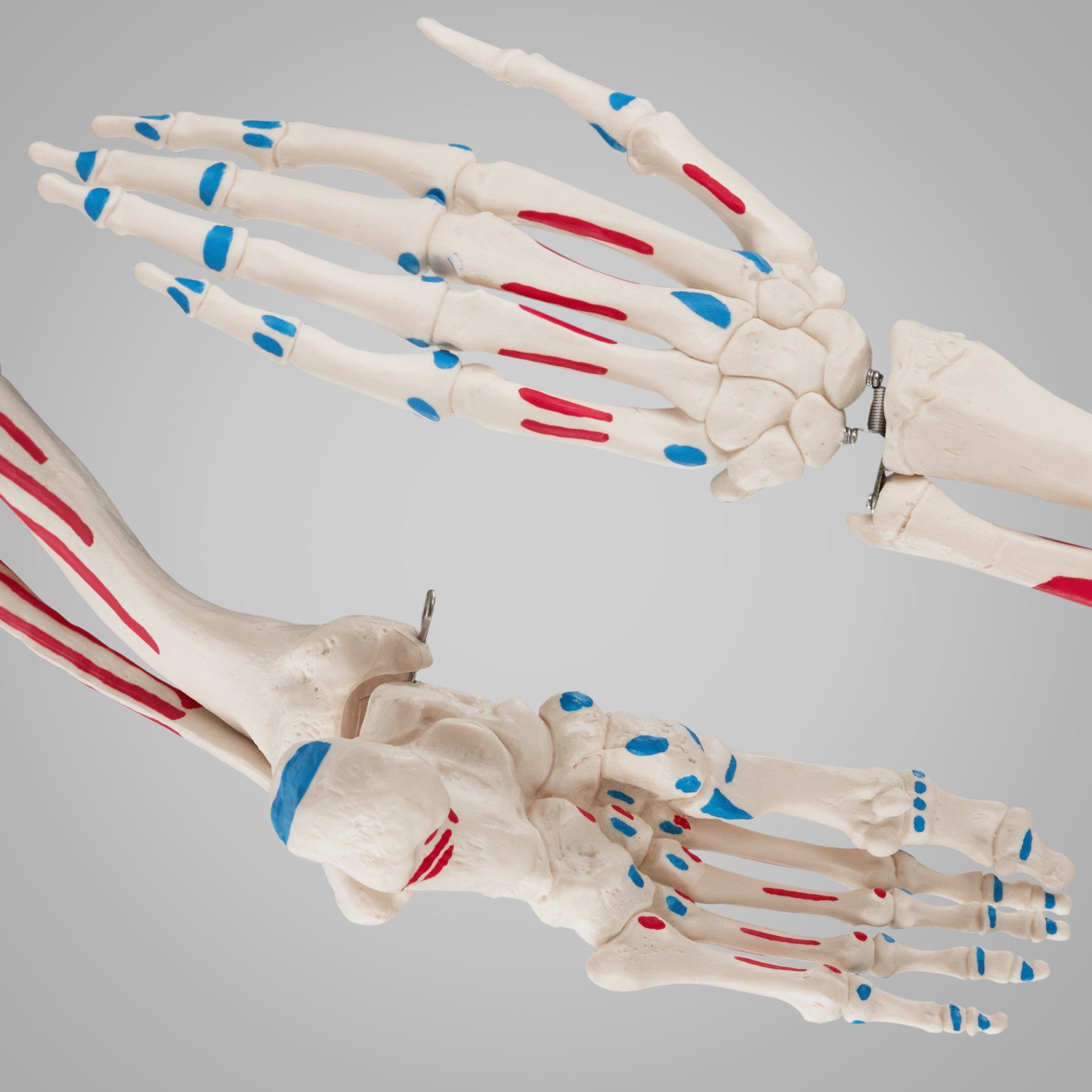 Anatomieskelett Markierung Dekoobjekt und Muskel mit tectake Knochen