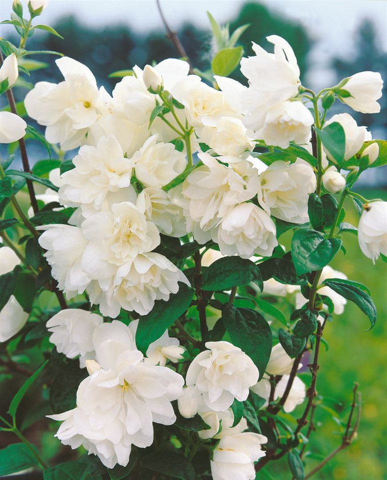 Pflanzen für Dich Gehölze Philadelphus Little White Love, 1 St., Philadelphus, Pfeifenstrauch, Bauernjasmin