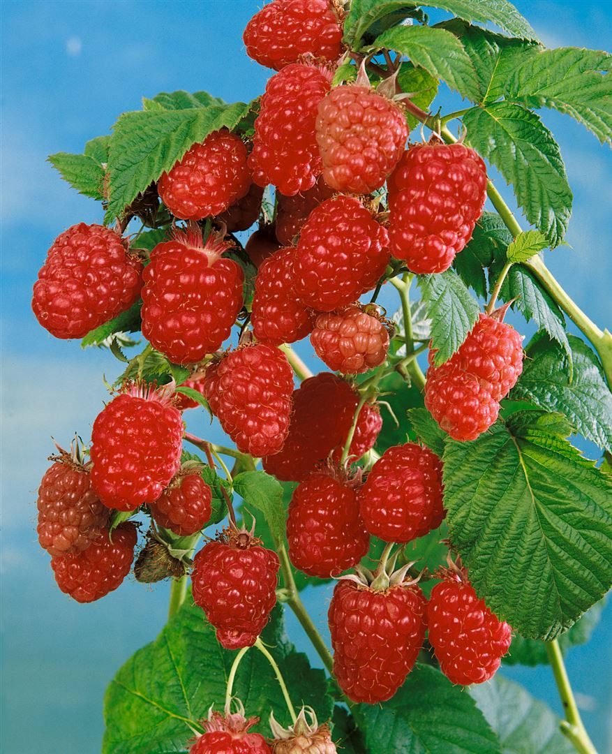 Pflanzen für Dich Obstpflanze Rubus idaeus Schönemann, 1 St., Himbeere, Gartenhimbeere, dunkelrot, ertragreich