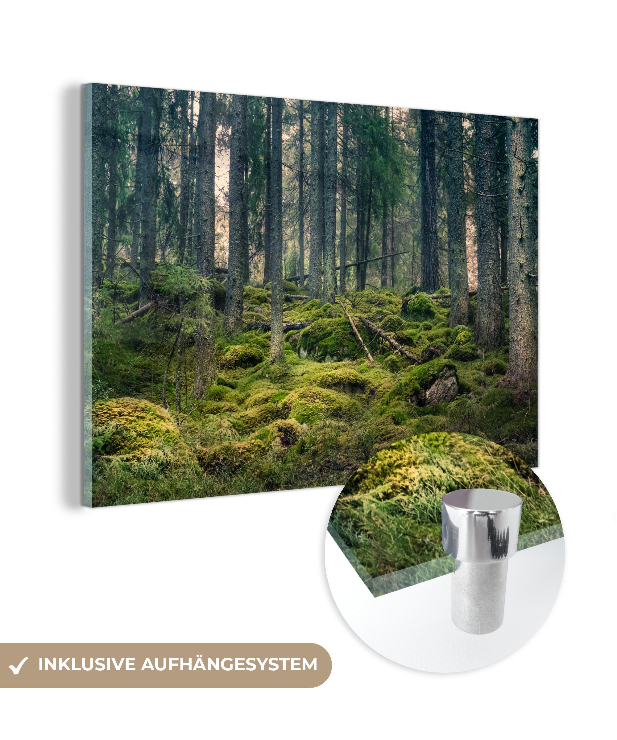 MuchoWow Acrylglasbild Wald - Baum - Moos, (1 St), Acrylglasbilder Wohnzimmer & Schlafzimmer