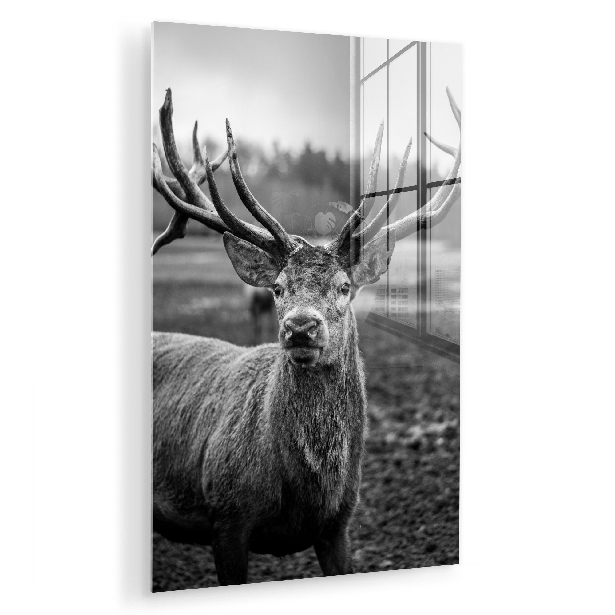 MuchoWow Acrylglasbild Tiere - Hirsch - günstig online kaufen