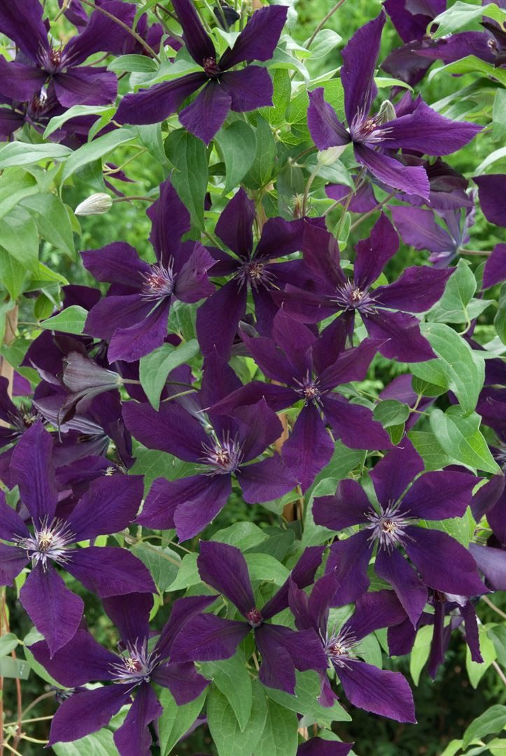 Pflanzen für Dich Kletterpflanze Clematis Hybride Honora, 1 St., Clematis, Waldrebe, violettblühend, kletterpflanze