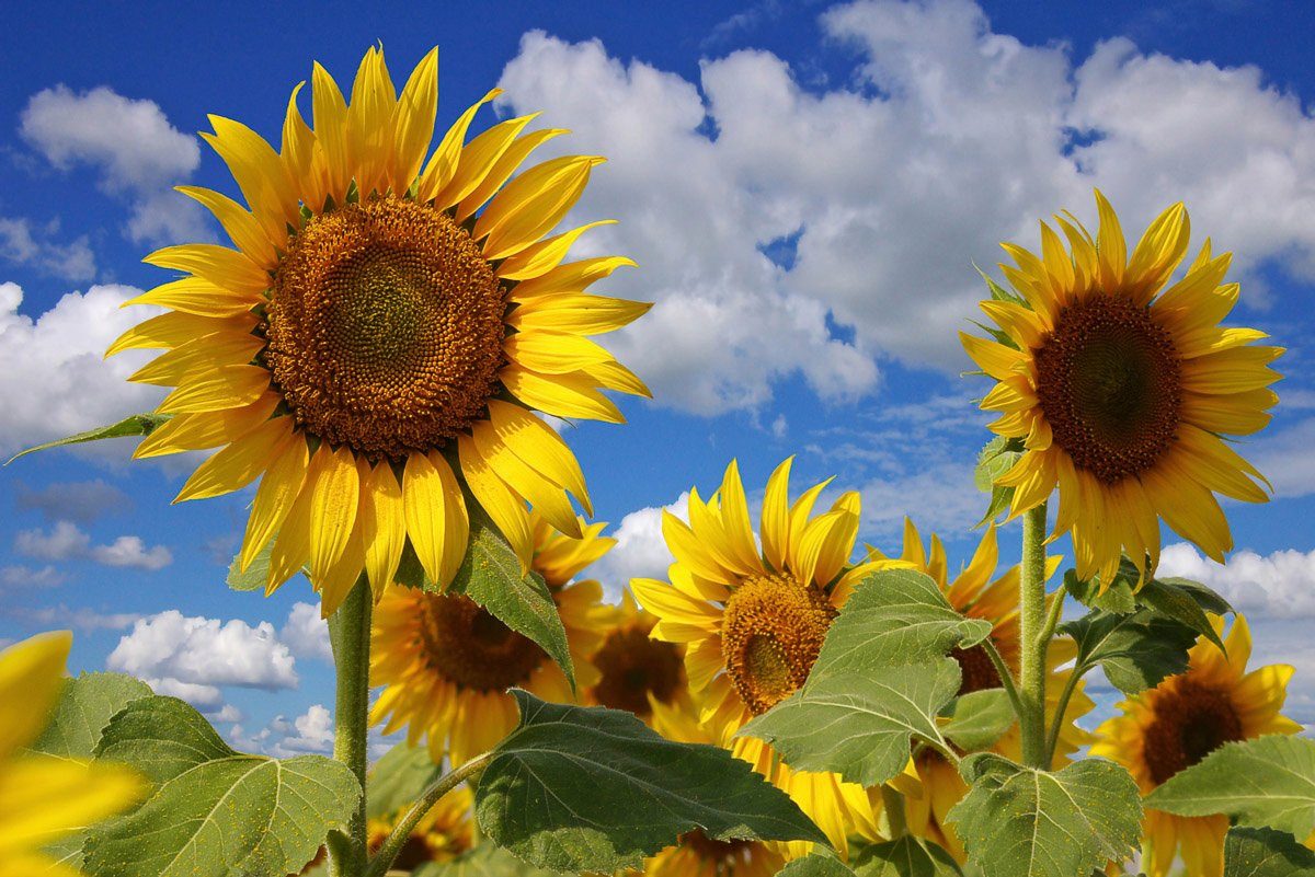 Papermoon Fototapete Sonnenblumen | Fototapeten