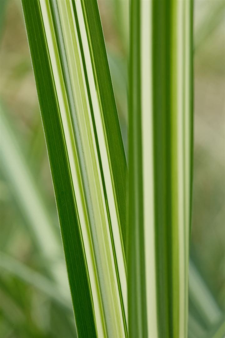 Pflanzen für Dich Травы Miscanthus sinensis Silberwolke, 1 St., Chinaschilf, Silber-Chinaschilf, silbrig, winterhart
