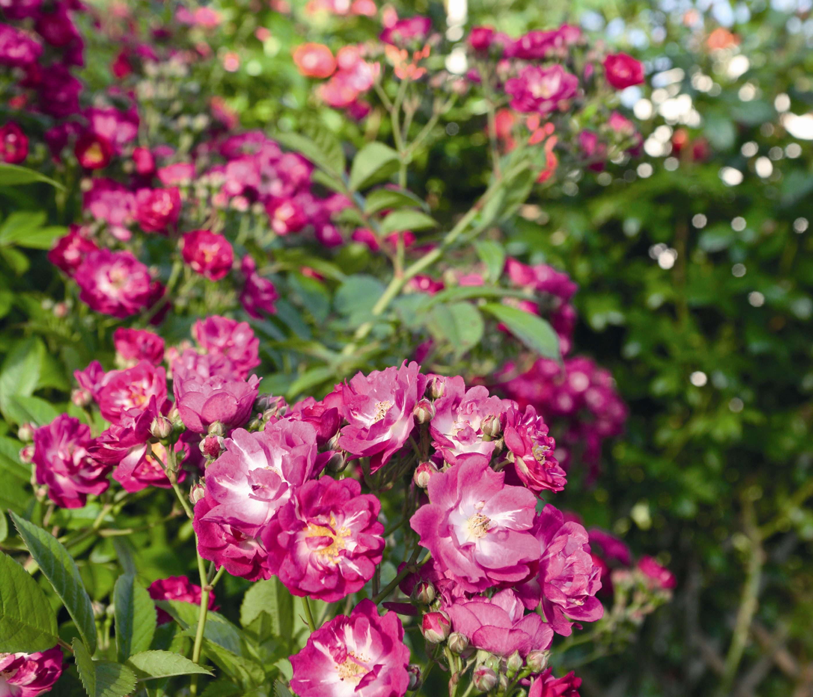 Dehner Rose Ramblerrose Perennial Blue®, lila-rosa Blüten, insektenfreundlich, großblütig und duftend, Züchter Tantau