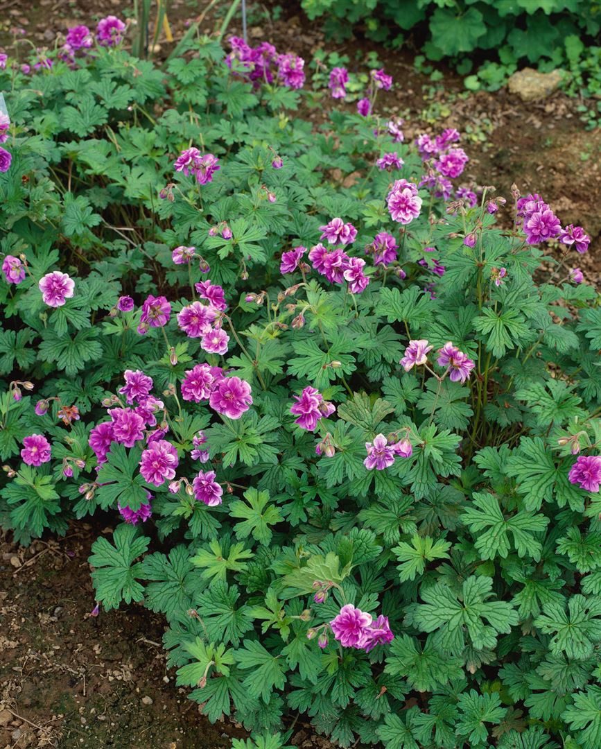 Pflanzen für Dich Staude Geranium himalayense, 1 St., Himalaya-Storchschnabel – Bild 3 von 5