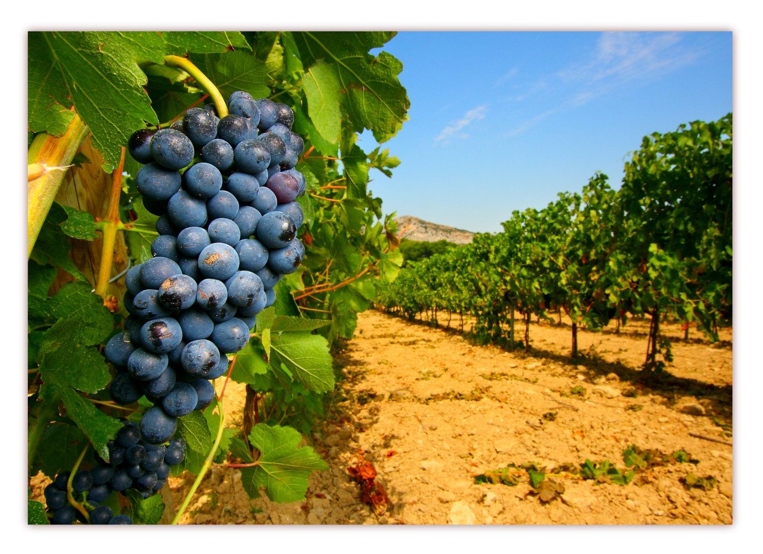LYSCO Poster XXL 100 x 70cm Weintrauben und Wein, Weinberg (S-831) (DIN B1), sonniger Weinberg mit leckeren reifen blauen Weintrauben - gerollt