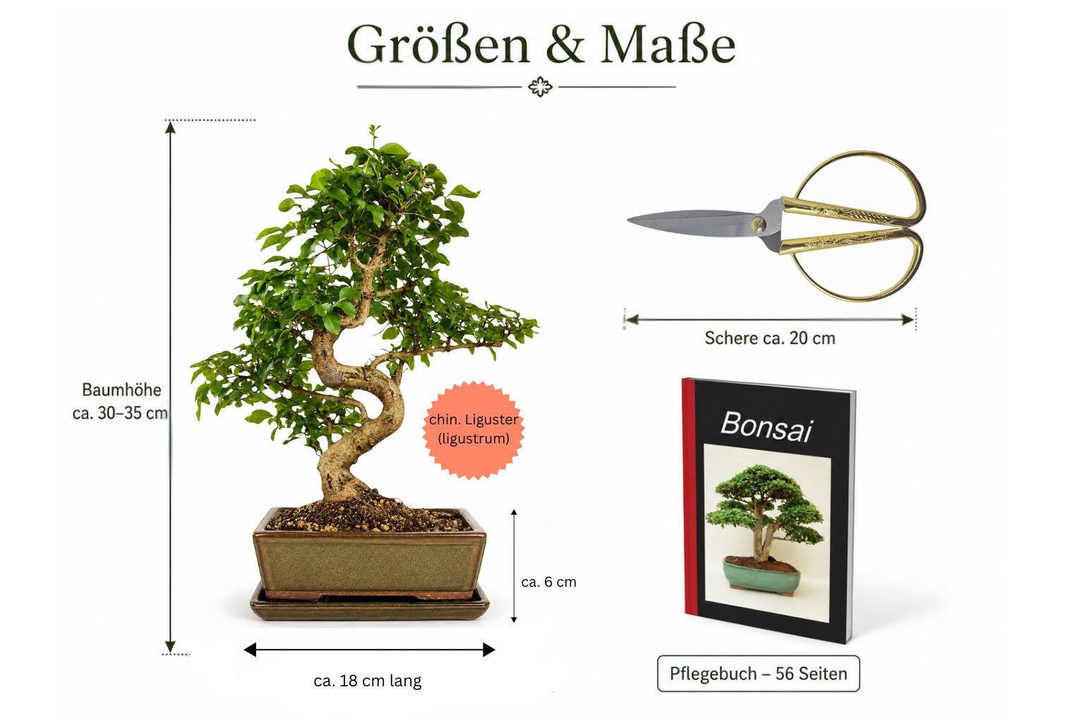 Genki-Bonsai Zimmerpflanze Bonsai Anfänger Set chinesischer Liguster Komplettset, 4-teiliges Bonsai-Komplettset für Einsteiger und Fortgeschrittene, immergrün, schnittverträglich, für Anfänger geeignet