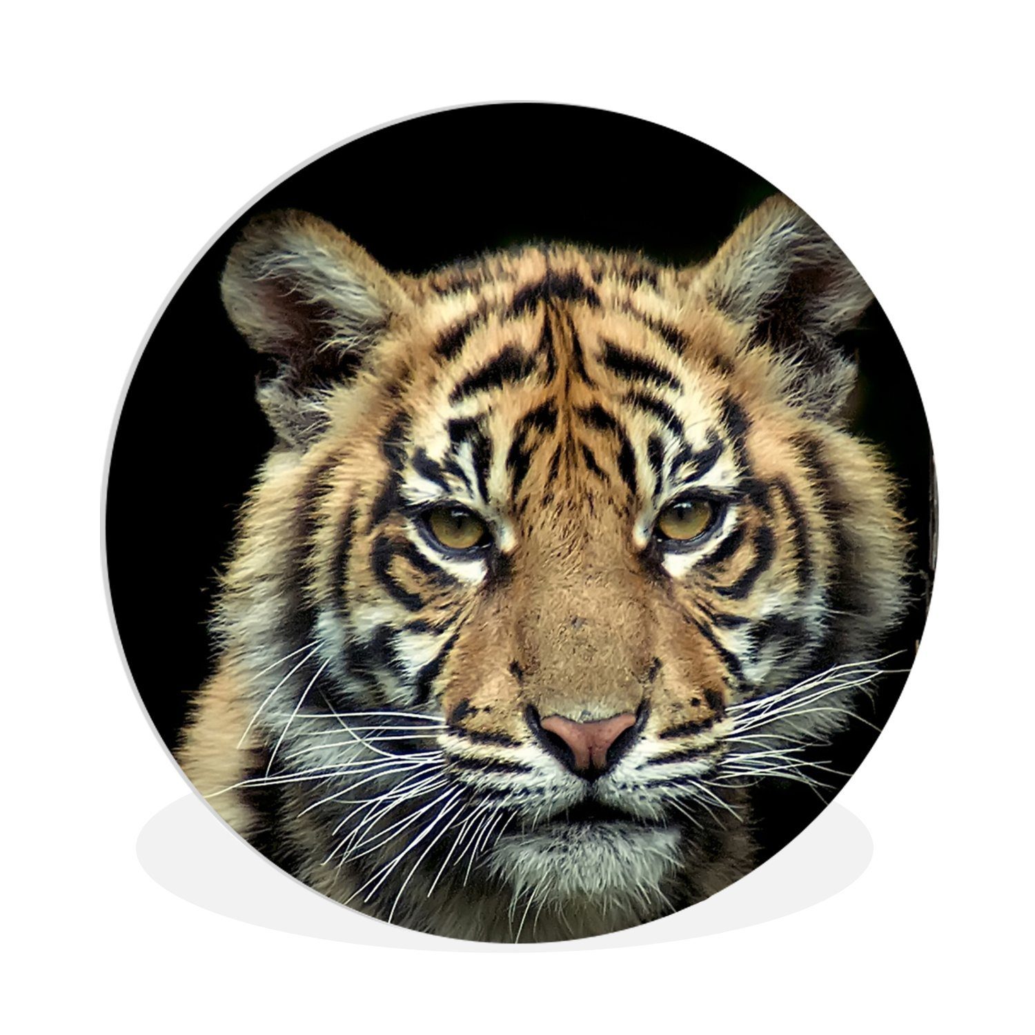MuchoWow Gemälde Porträt Sumatra-Tigerjunges vor dunklem Hintergrund, (1 St), Kreis Wanddekoration Forex, Rundes Wandbild, Wohnzimmer, 30x30 cm