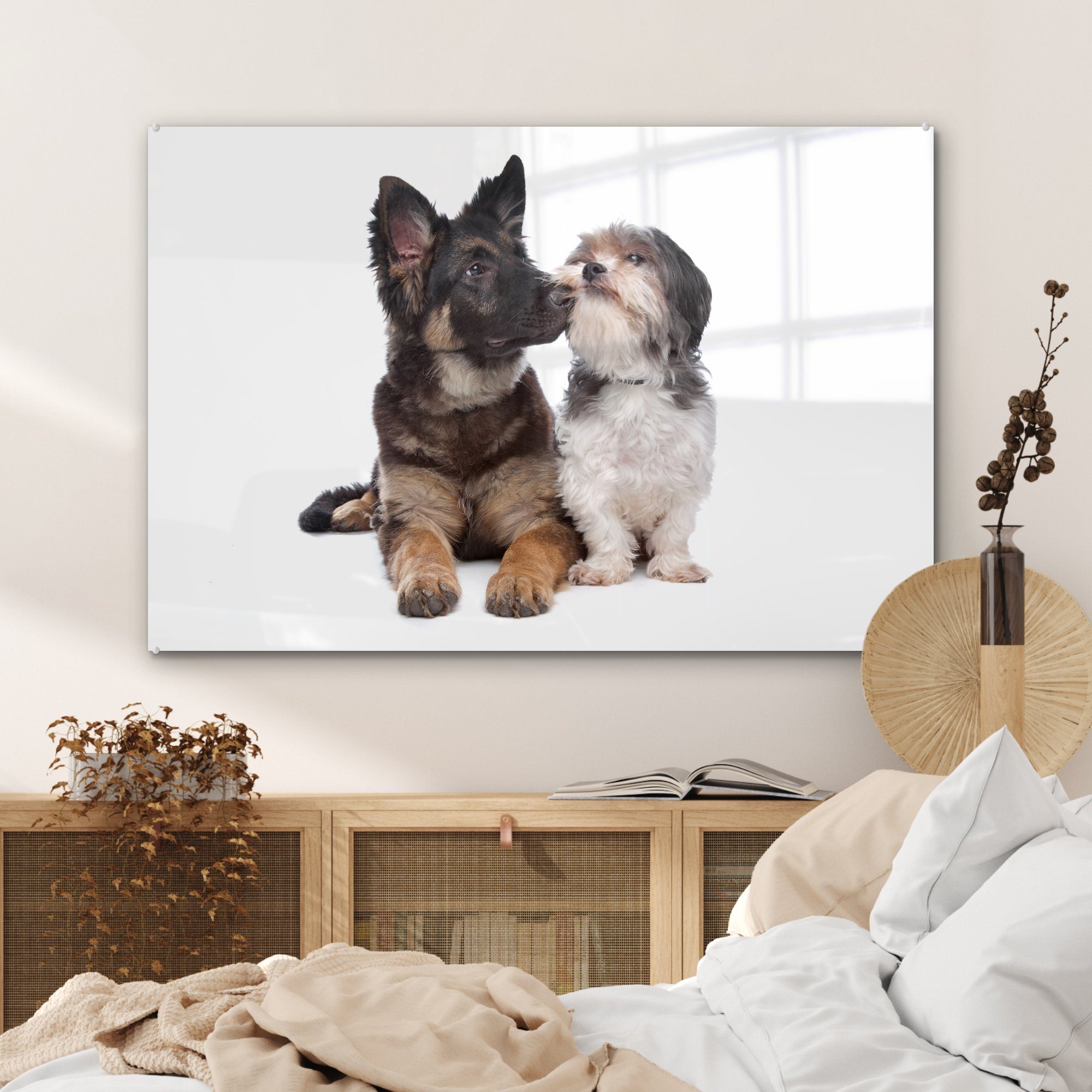 St), & Wohnzimmer MuchoWow Acrylglasbilder (1 Boomer Acrylglasbild mit Schlafzimmer anderen Hund, einem