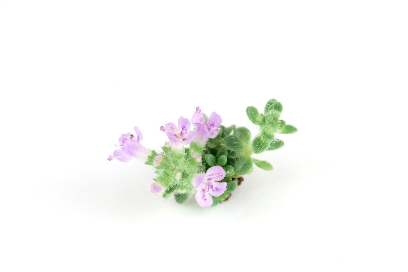 Pflanzen für Dich Staude Thymus praecox Minor, 1 St., Kriechender Thymian, Teppich-Thymian