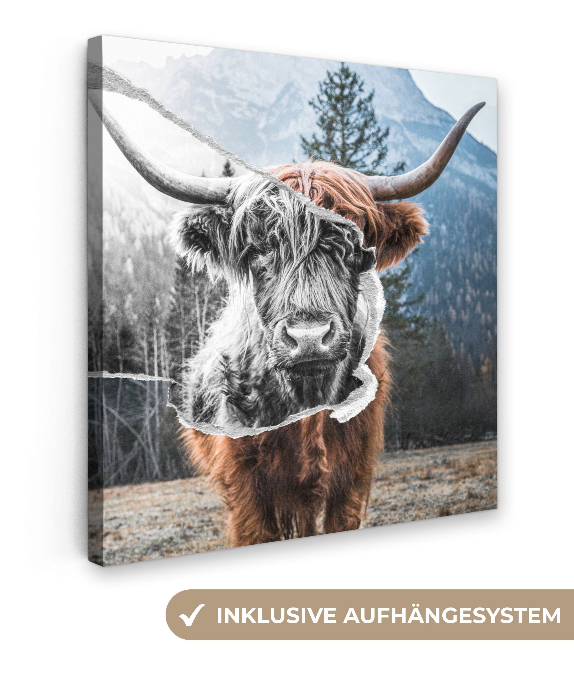 OneMillionCanvasses® Leinwandbild Tiere - Schottischer Highlander - Stier, (1 St), Leinwand Bilder für Wohnzimmer Schlafzimmer, 20x20 cm
