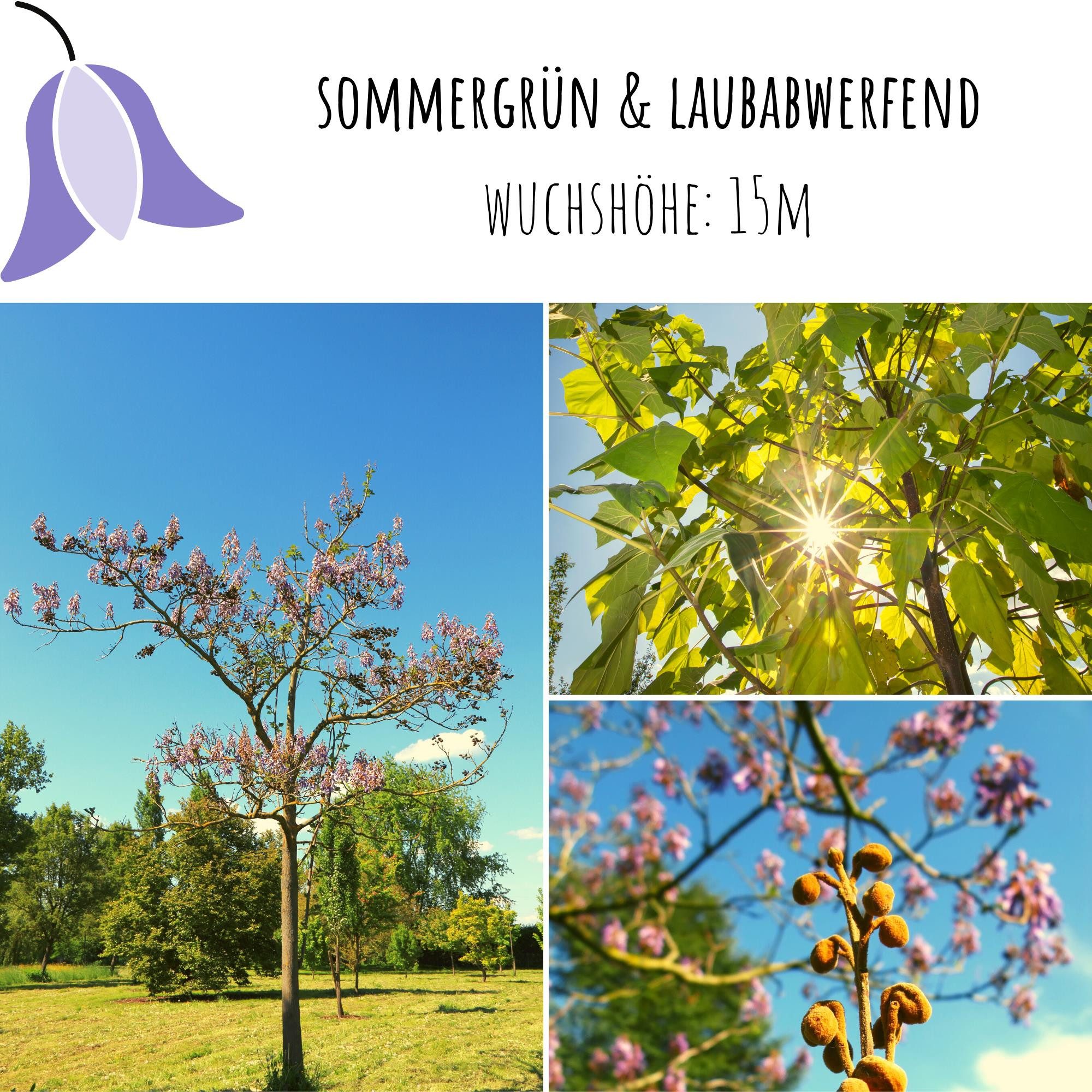 HappySeed Blumensamen Blauglockenbaum Kiribaum Samen (Paulownia tomentosa) -Schnell wachsend, schnell wachsend – Bild 3 von 5