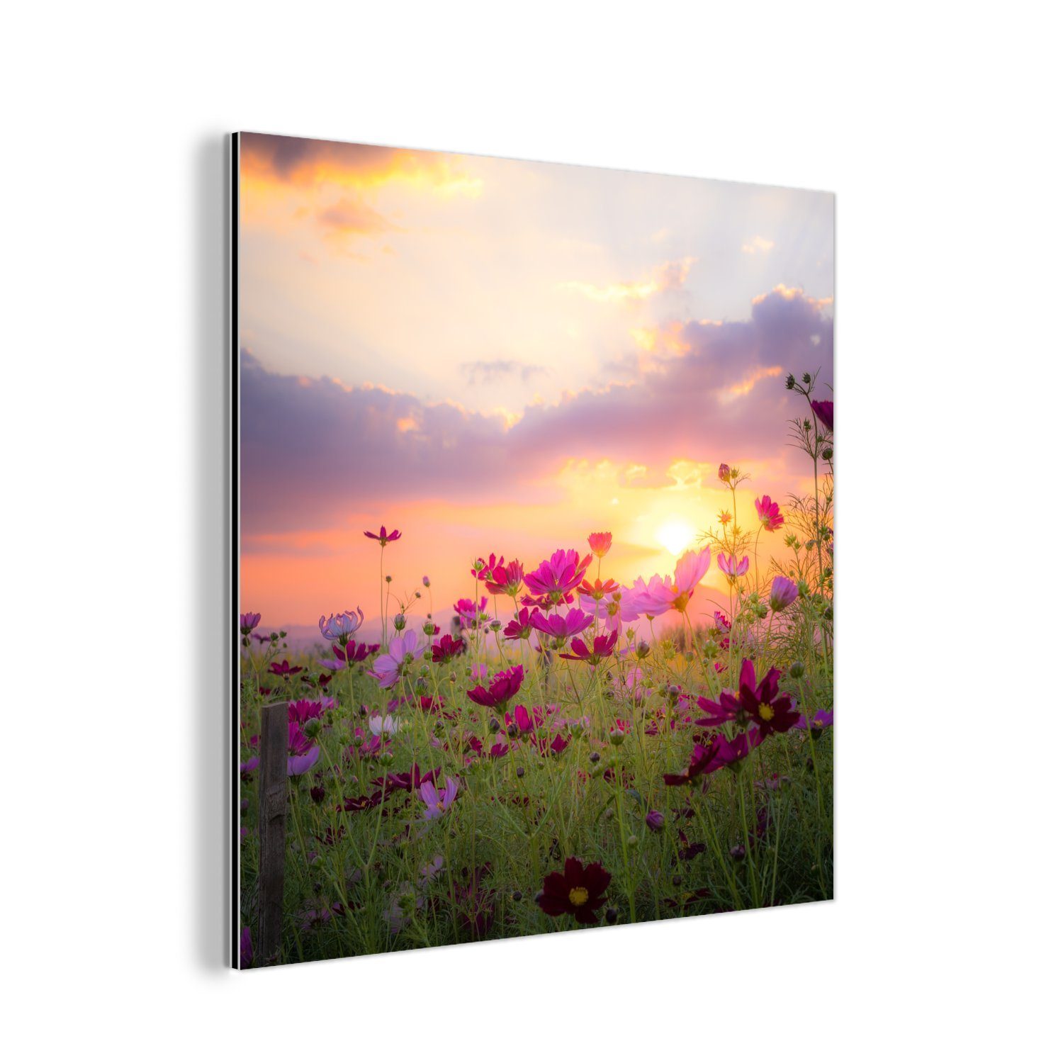 Natur Grün, Metall, MuchoWow Alu-Dibond-Druck, - - Metallbild St), - - deko Gemälde aus (1 Sonnenuntergang Aluminium Blumen Rosa