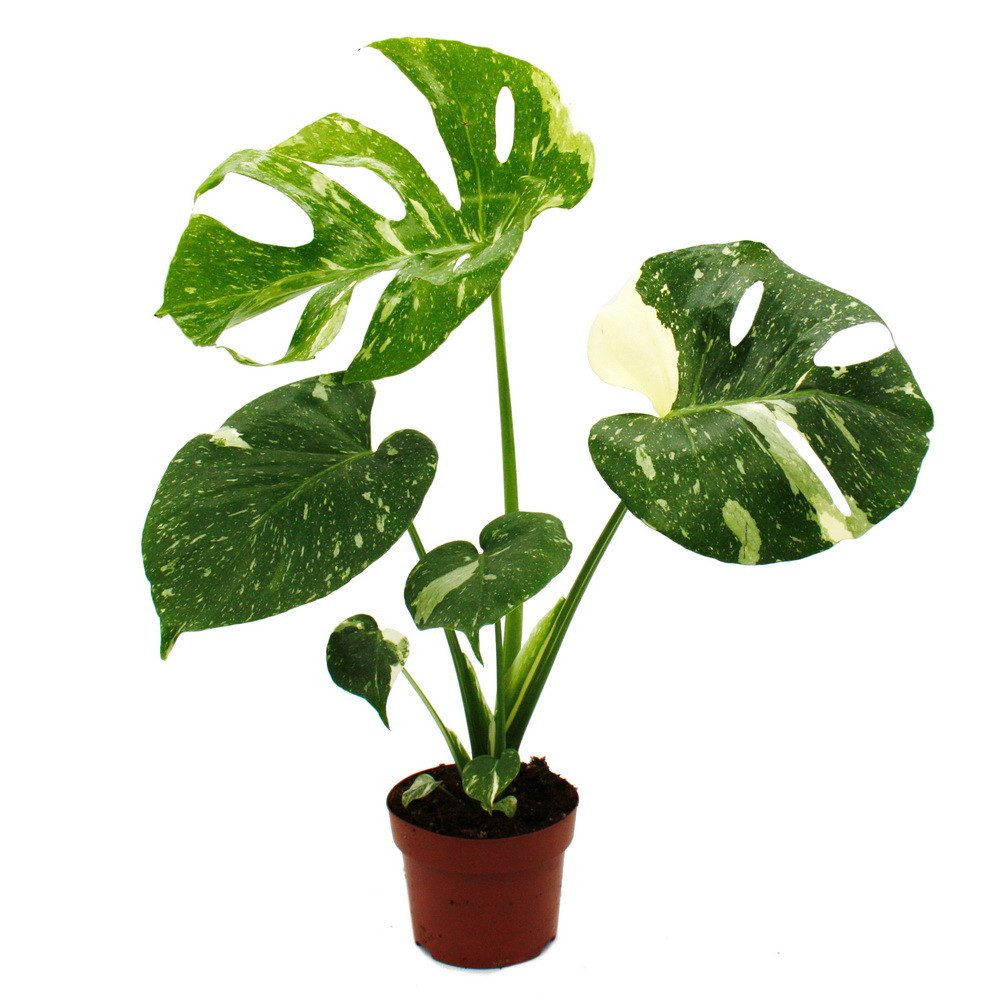 Exotenherz Zimmerpflanze Monstera Thai-Constellation gemustertes Fensterbla günstig online kaufen