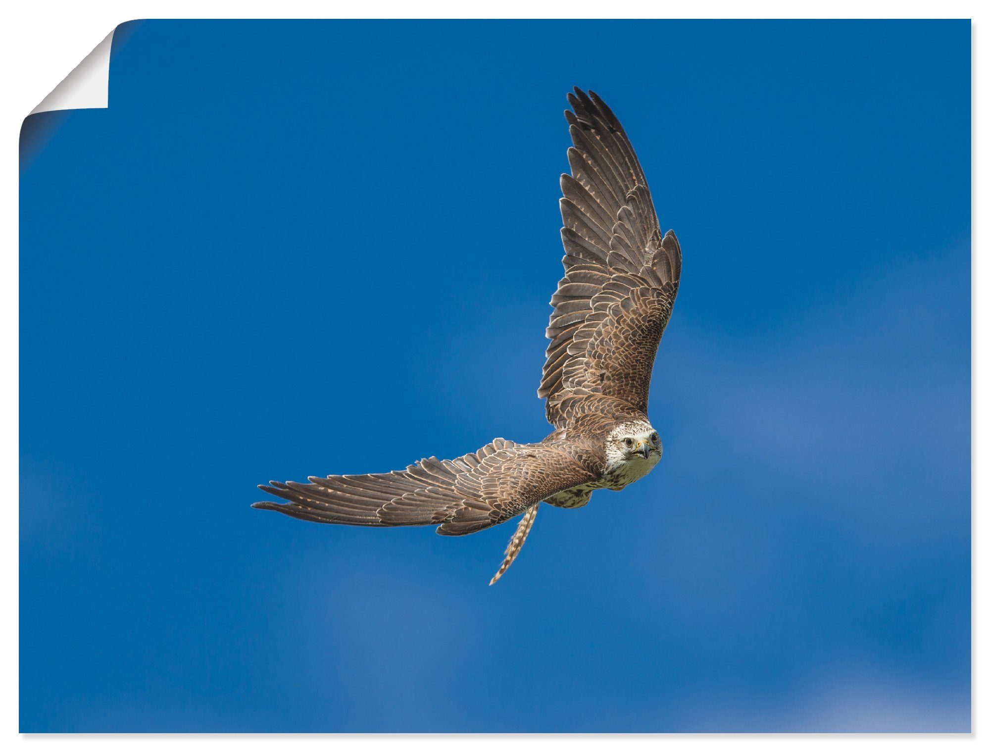 Falke, Vögel oder Leinwandbild, als Artland (1 Poster St), Größen Wandbild Der in Wandaufkleber versch.