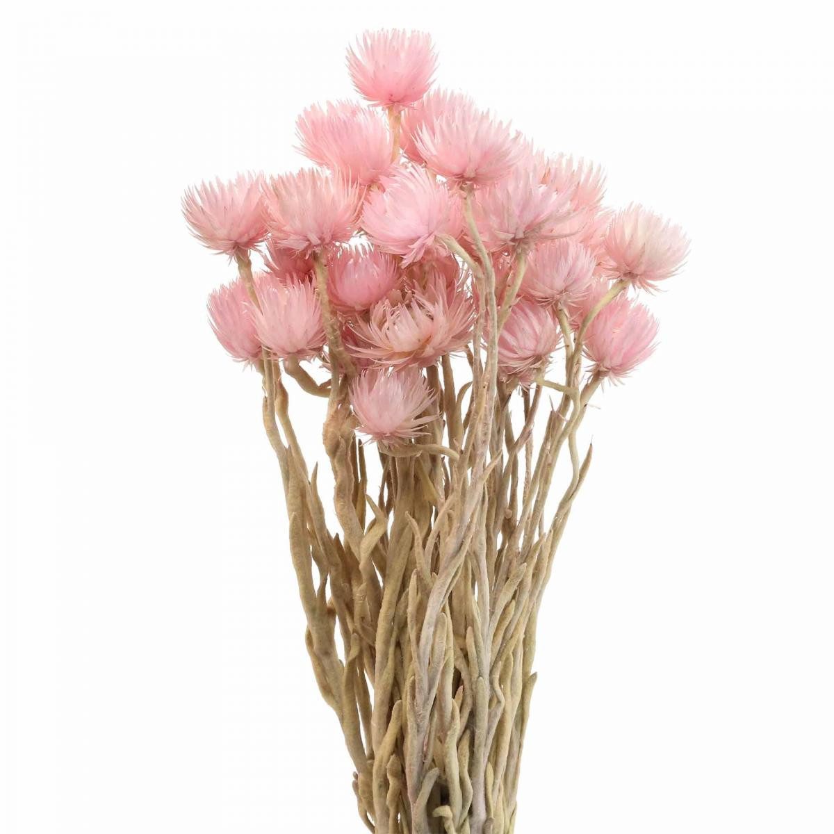 Trockenblume Trockenblumen Pink Strohblumen Naturdeko H42cm