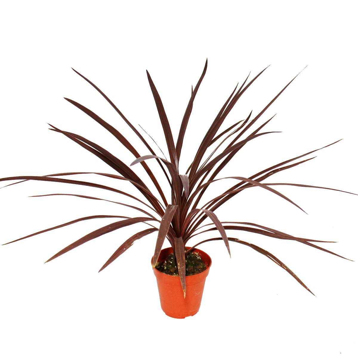 Exotenherz Gemüsepflanze Rote Keulenlilie Cordyline australis Red Star 12cm Topf ca. 50cm hoch