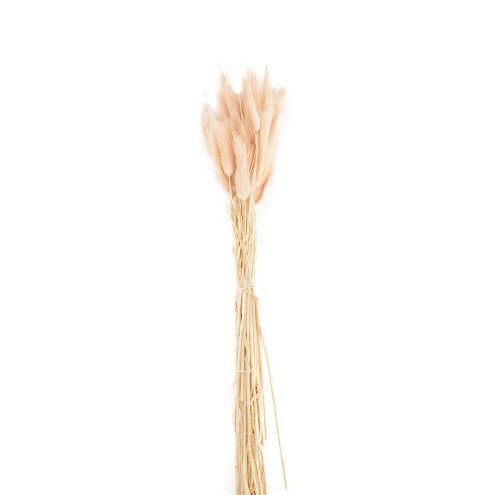 Trockenblume Samtgras rosa - Lagurus - 45-50 cm - 35 Stück, DIJK