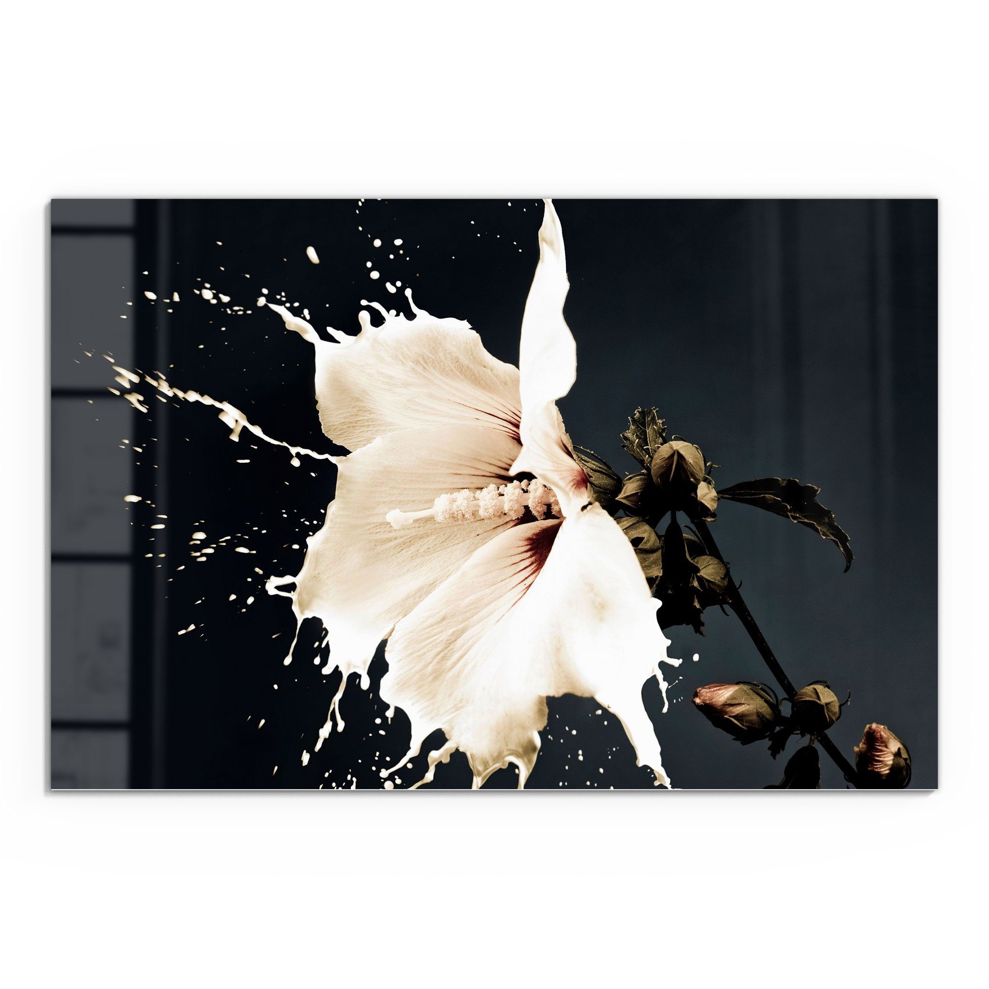 DEQORI Glasbild 'Milchige Blüte', 'Milchige Blüte', günstig online kaufen