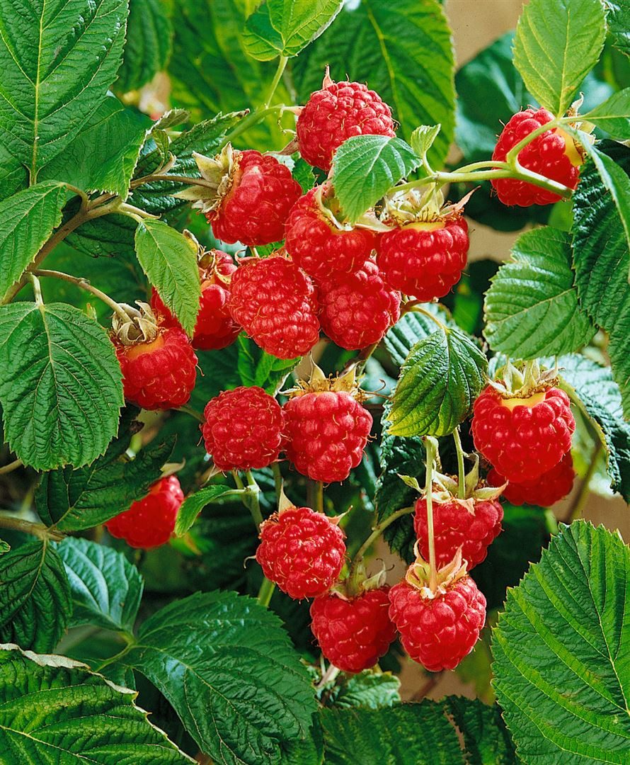 Pflanzen für Dich Obstpflanze Rubus idaeus Meeker, 1 St., Himbeere, Gartenhimbeere, großfrüchtig, ertragreich