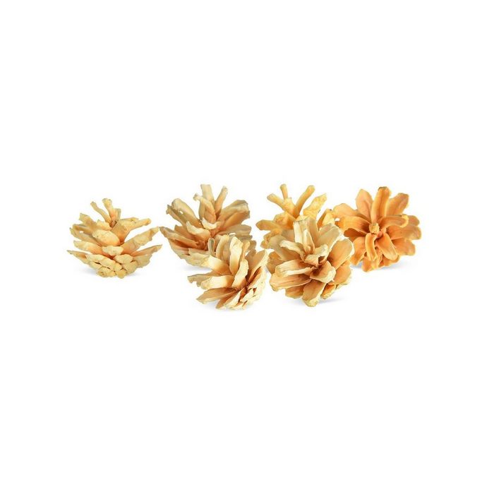 Trockenblume Mini-Deko-Kiefernzapfen Renate Depot Höhe 5 cm aus Kiefernholz 6 Stück
