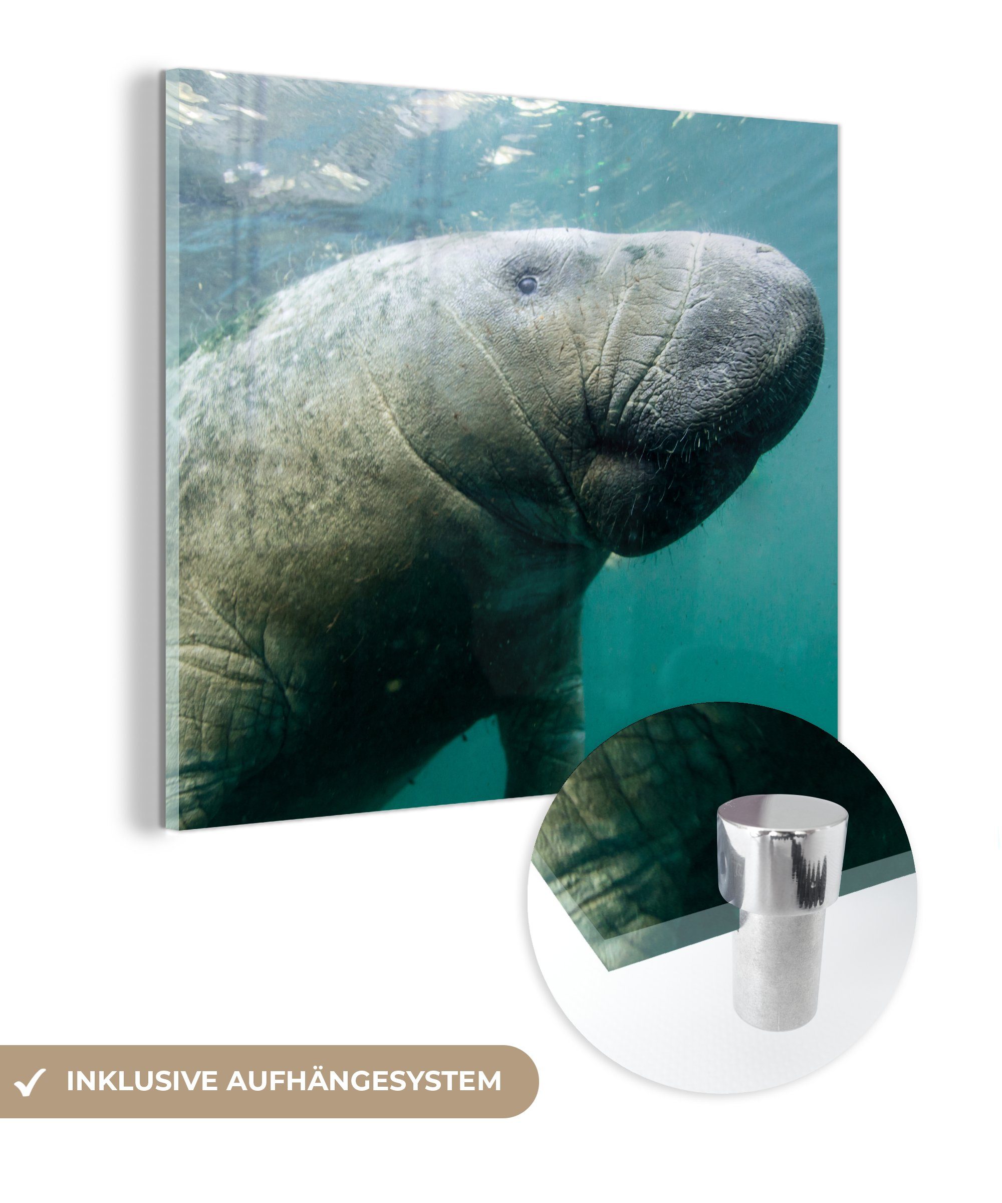 MuchoWow Acrylglasbild Tiere - Wasser - Kamera, (1 St), Glasbilder - Bilder auf Glas Wandbild - Foto auf Glas - Wanddekoration