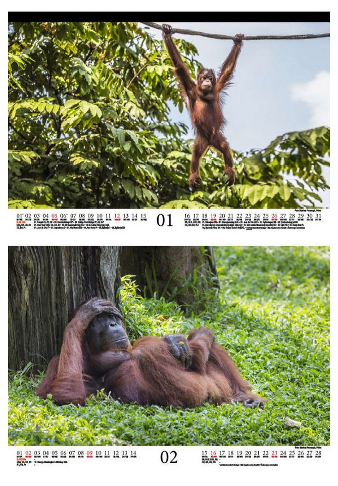 Thumbnail - Seelenzauber Wandkalender Affenzauber Orang-Utans DIN A4 Kalender für 2025 Affen