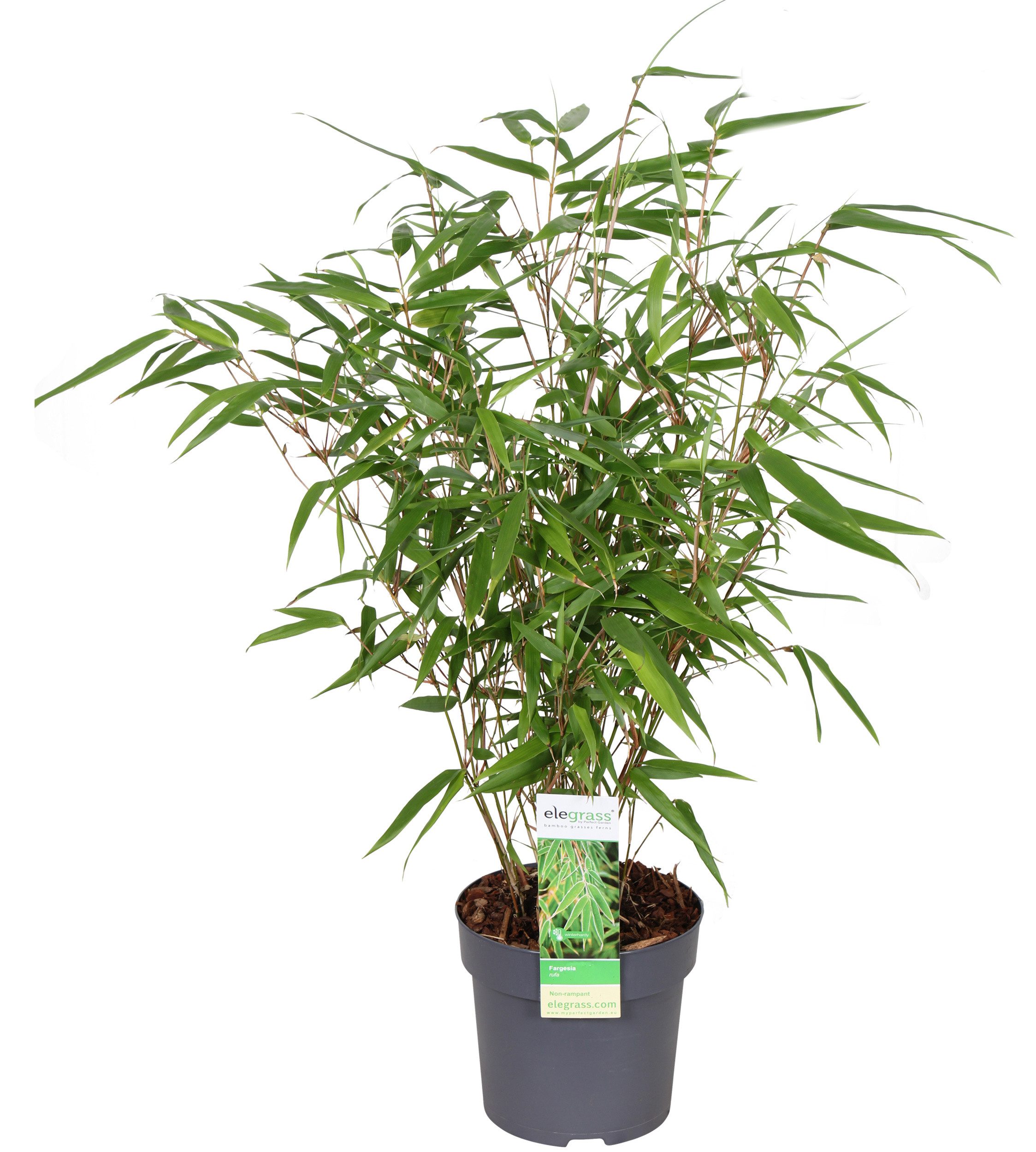 meinvipshop Topfpflanze Fargesia rufa Drachenkopf Bambus 50cm XXL