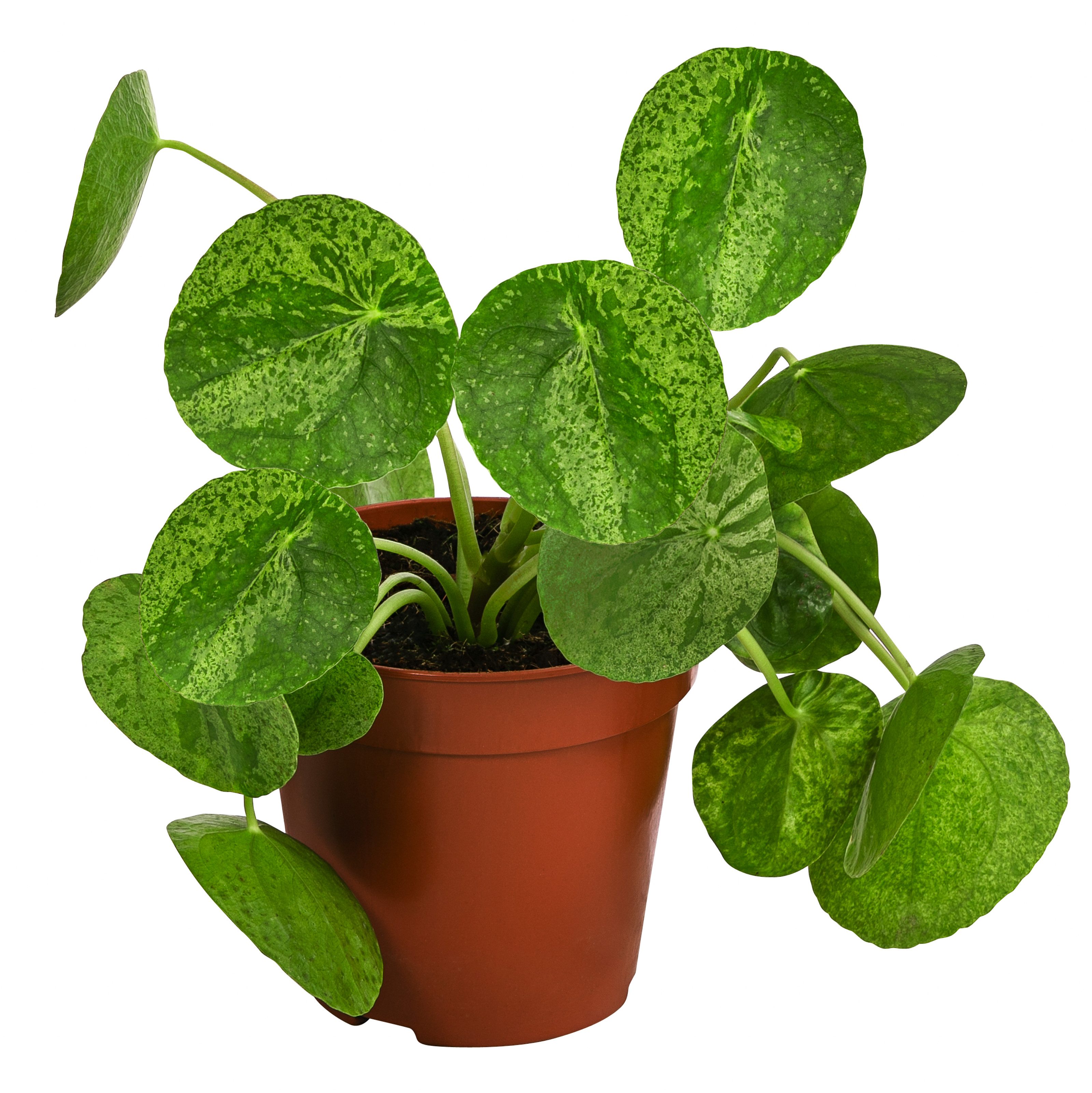 Dehner Zimmerpflanze Glückstaler, Pilea peperomioides Mojito, 15 cm, Ø Topf günstig online kaufen