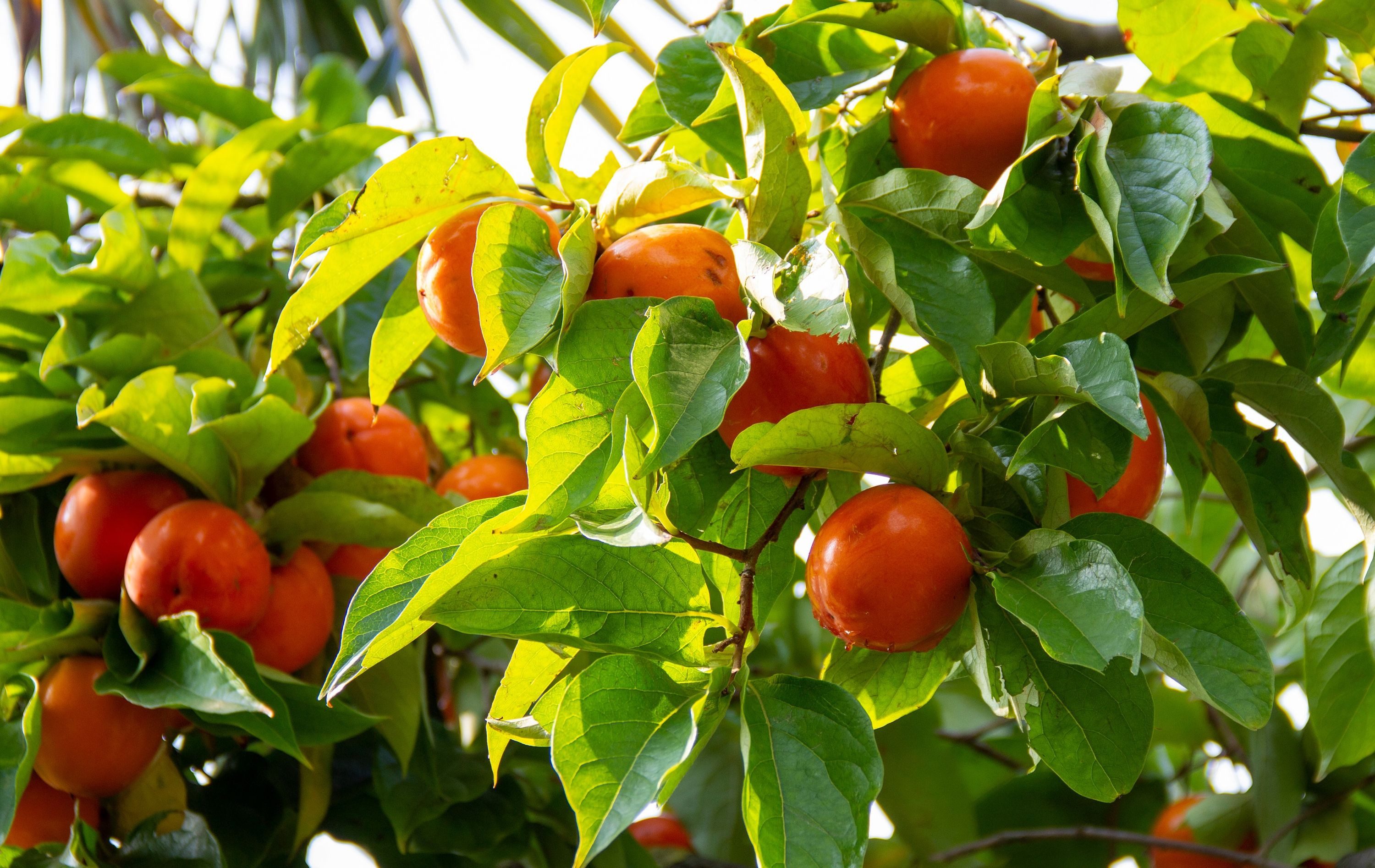 gruenwaren jakubik Obstpflanze Kaki Baum 160-180 cm Sorte "Rojo Brilliante" Kakipflaume Pflanze – Bild 4 von 5