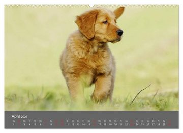 CALVENDO Wandkalender Chesley Kleiner Hund grosse Abenteuer (Premium, hochwertiger DIN A2 Wandkalender 2023, Kunstdruck in Hochglanz)