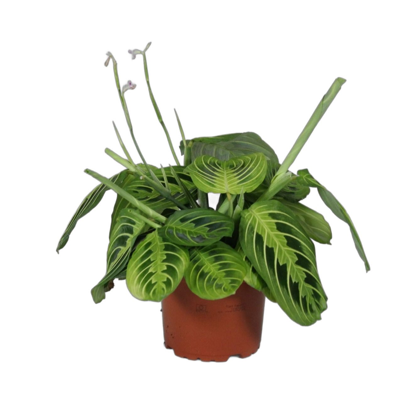 meinvipshop Zimmerpflanze Maranta leuconeura Lemon Lime 1er 30cm günstig online kaufen