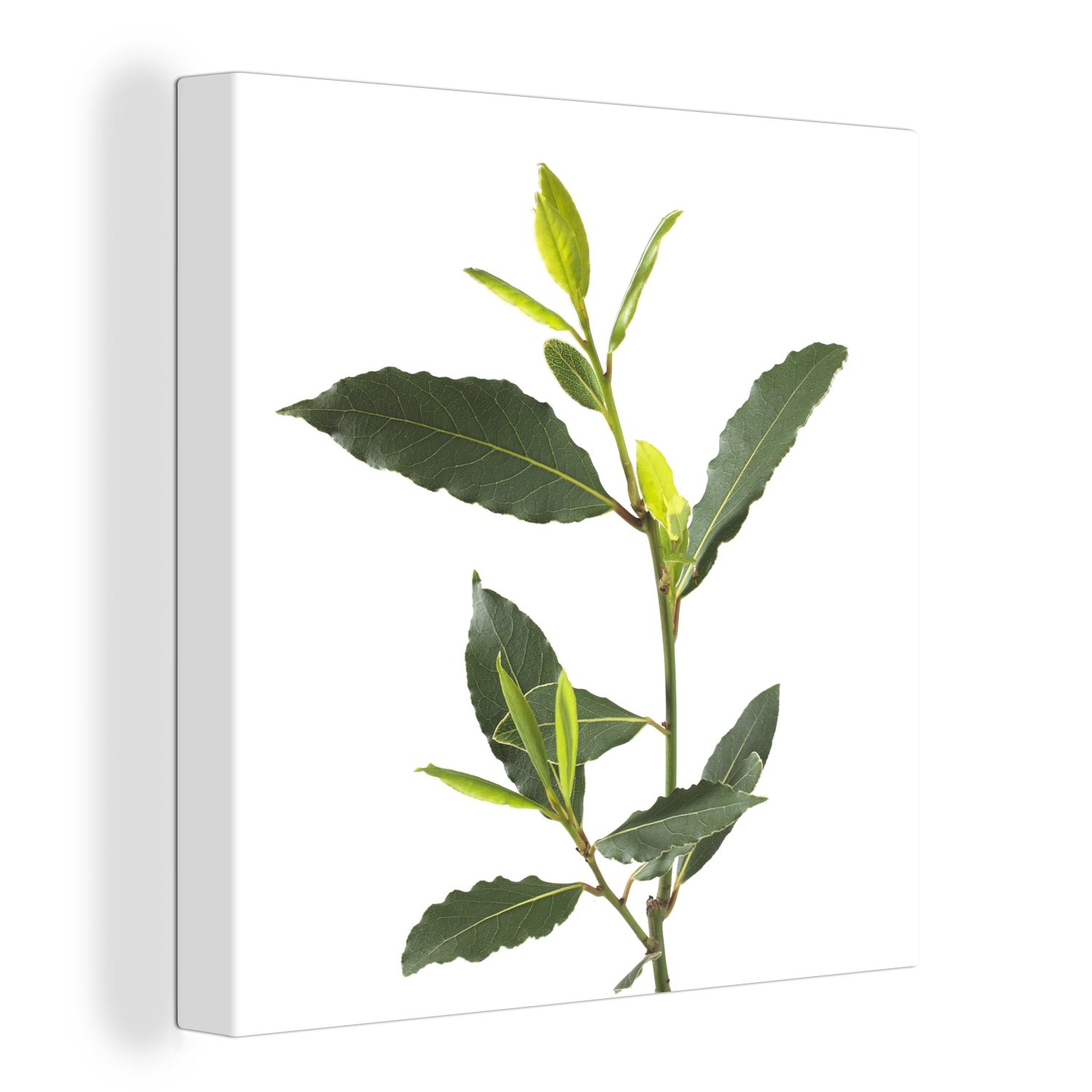 OneMillionCanvasses® Leinwandbild Lorbeerzweig mit den grünen Blättern, (1 St), Leinwand Bilder für Wohnzimmer Schlafzimmer | Leinwandbilder