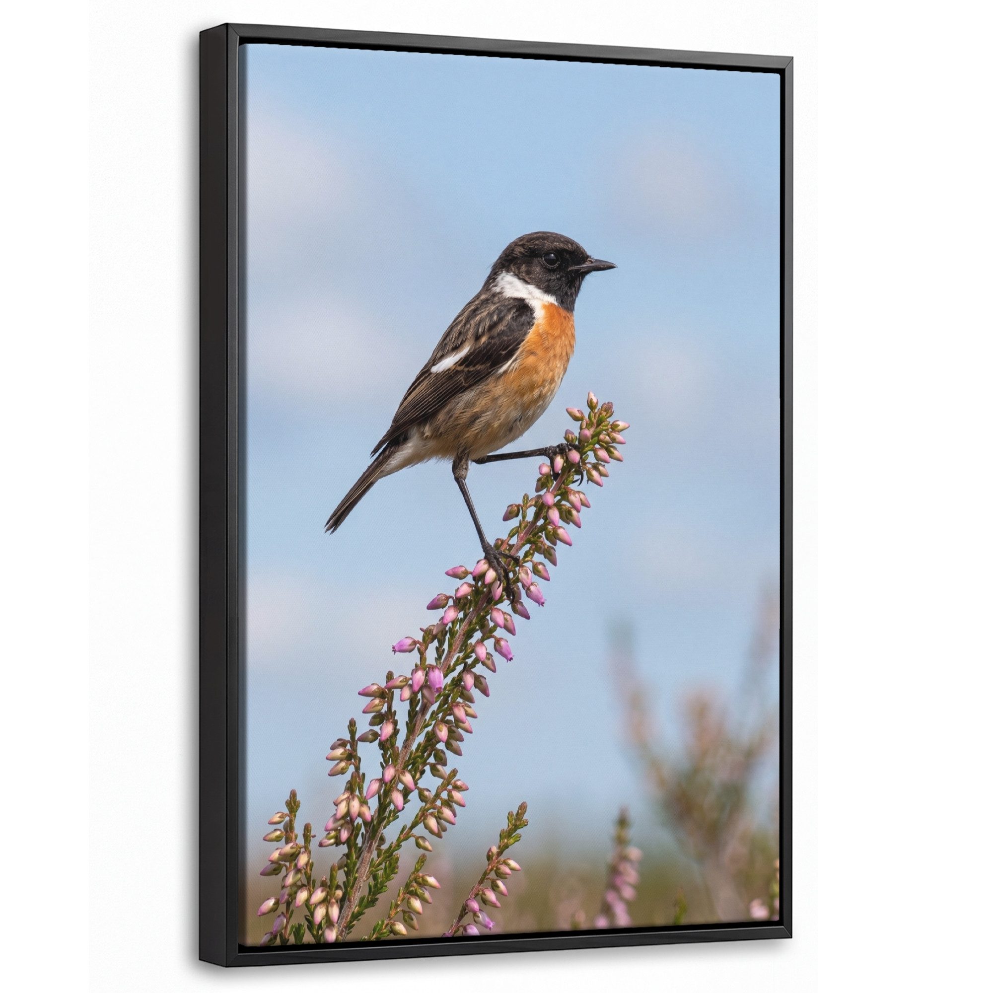 OneMillionCanvasses® Leinwandbild mit Rahmen - Schwarzkehlchen - Heidekraut - Lila - Natur - Atmosphäris, Fotodruck (1 St), Deko für Wohnzimmer Schlafzimmer Küche 20x30cm