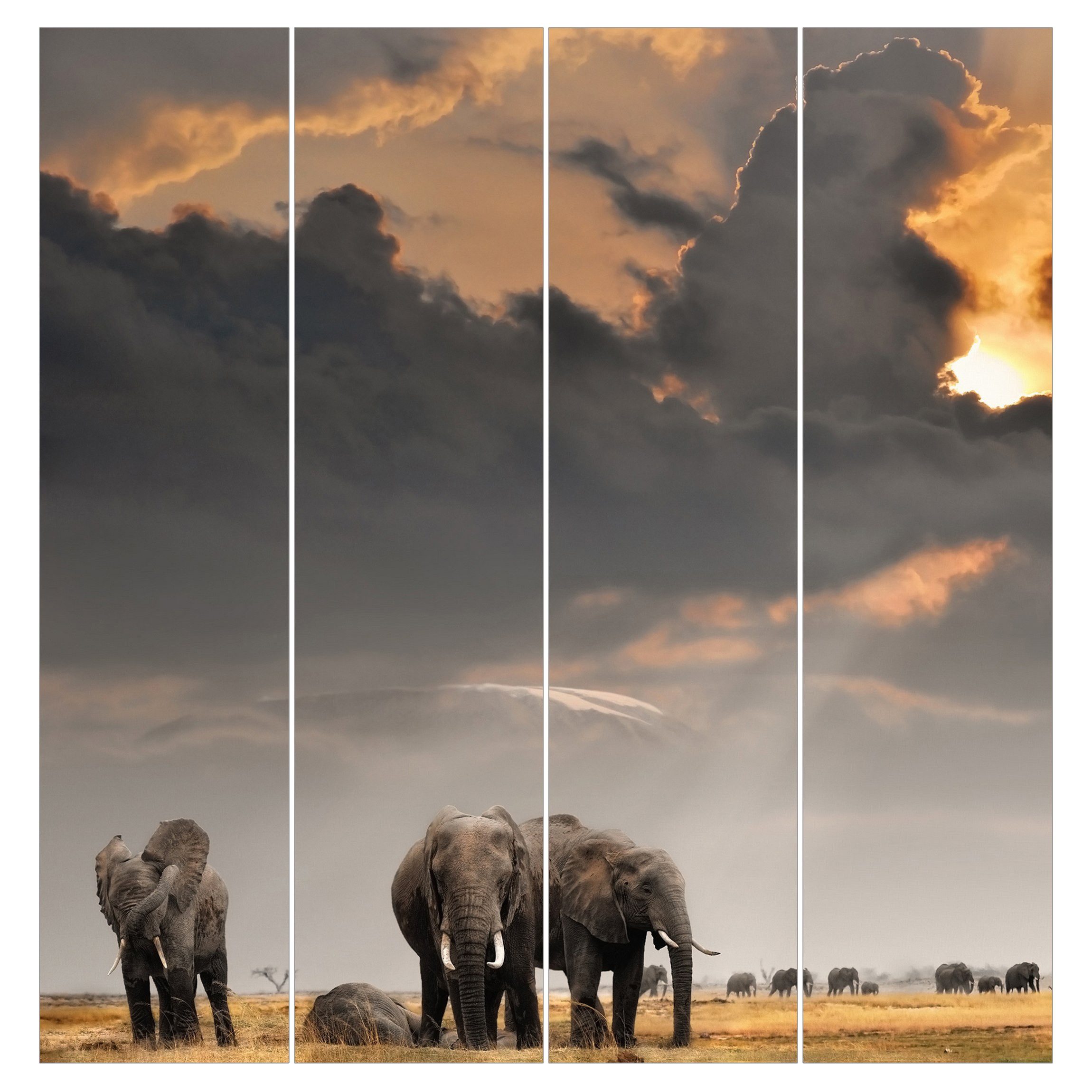 Bilderdepot24 Schiebegardine modern Flächenvorhang blickdicht Elefanten günstig online kaufen