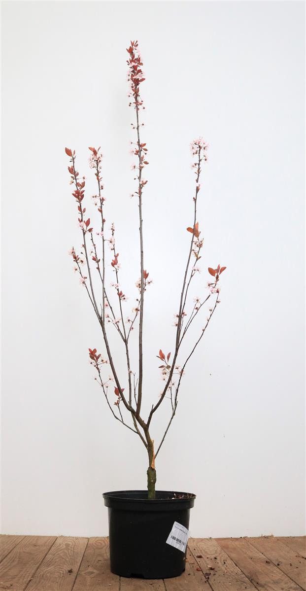 Pflanzen für Dich Gehölze Prunus cerasifera Nigra, 1 St.