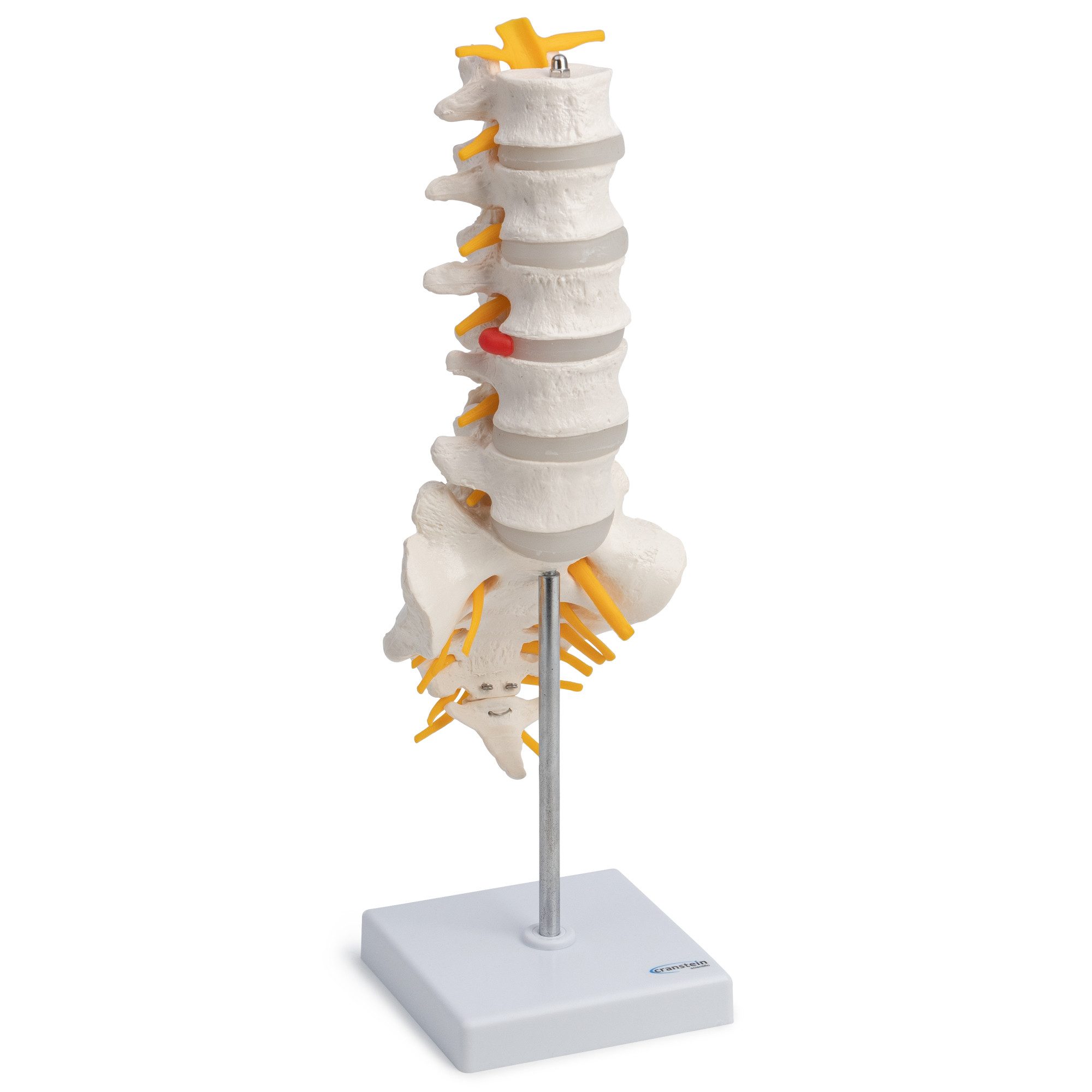 Cranstein Scientific Dekoobjekt Lendenwirbelsäule Anatomie Modell Kreuzbein geöffnet magnetisch