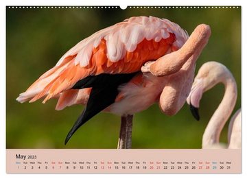 CALVENDO Wandkalender Just Flamingos (Premium-Calendar 2023 DIN A2 Landscape)