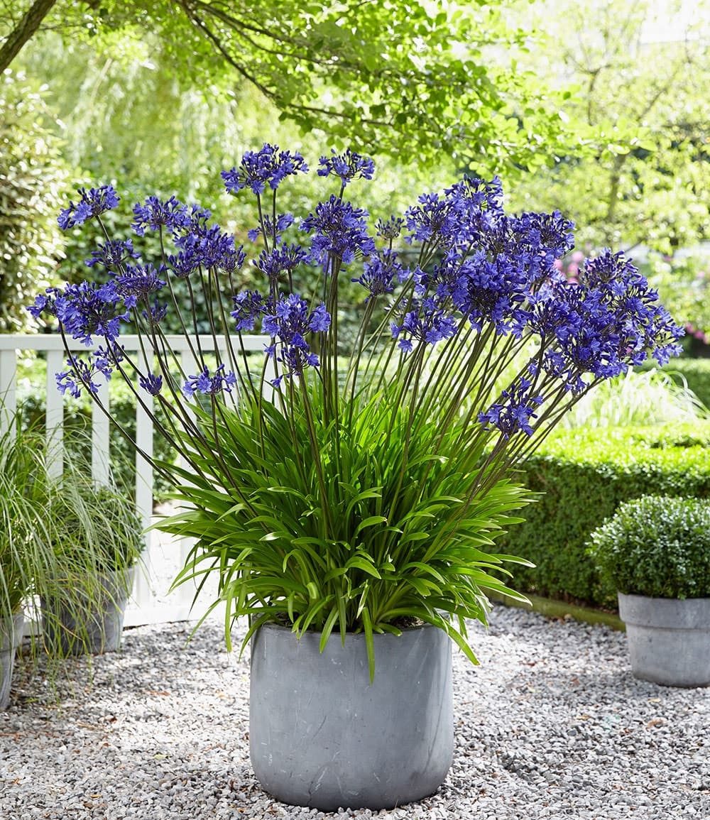 BALDUR Garten Blumenzwiebeln Agapanthus 'Blue', Agapanthoideae, großblütig, genügsam, winterhart, mehrjährig