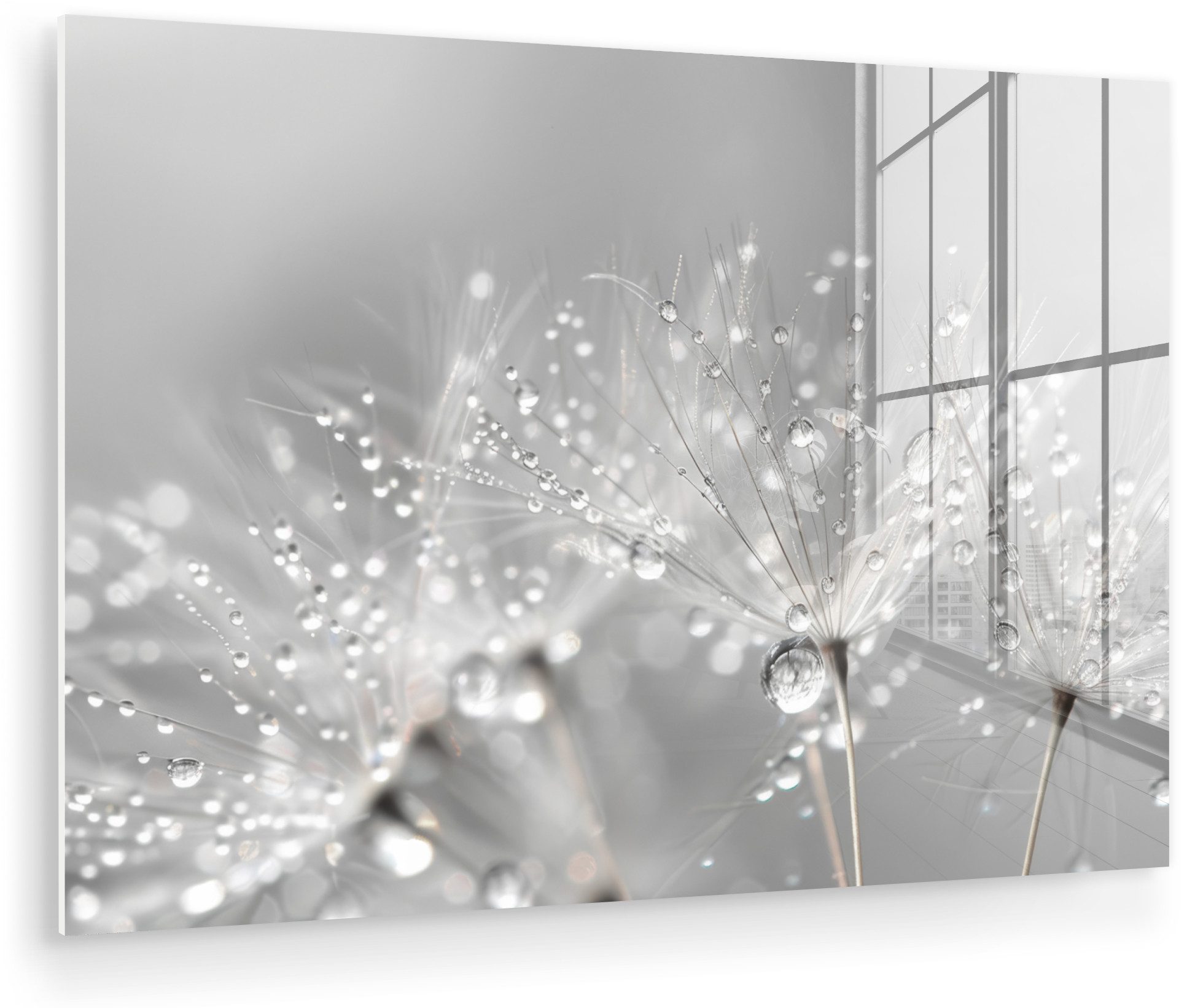 MuchoWow Acrylglasbild Löwenzahn - Wassertropfen - Stilleben - Modern, Inkl. Aufhängung, Glasbilder Wohnzimmer, Schlafzimmer, Flur & Esszimmer, 30x20 cm